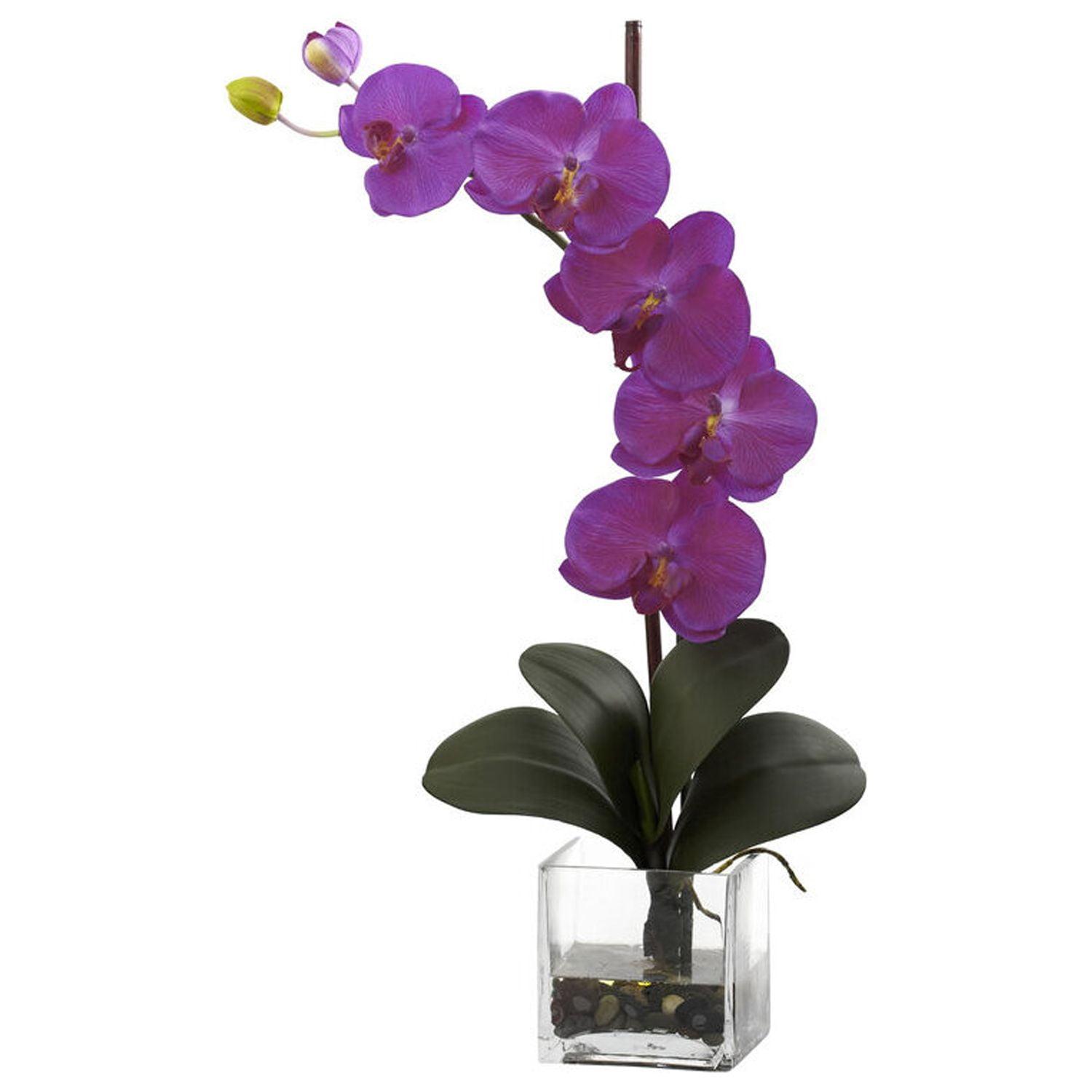 Primrue Orchid Arrangement in Planter