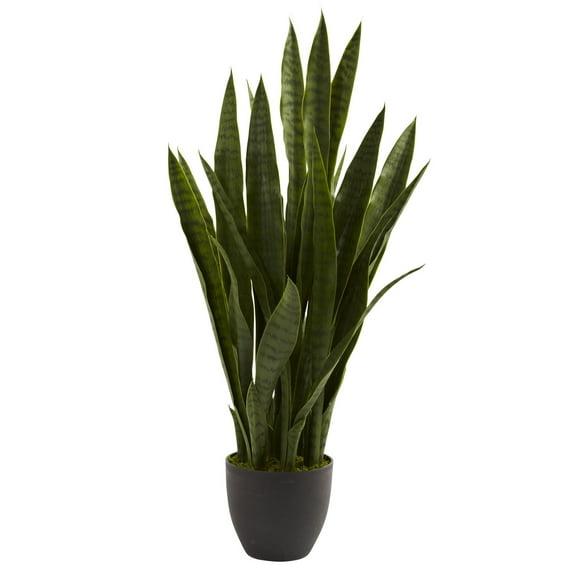Primrue Sansevieria with Black Planter