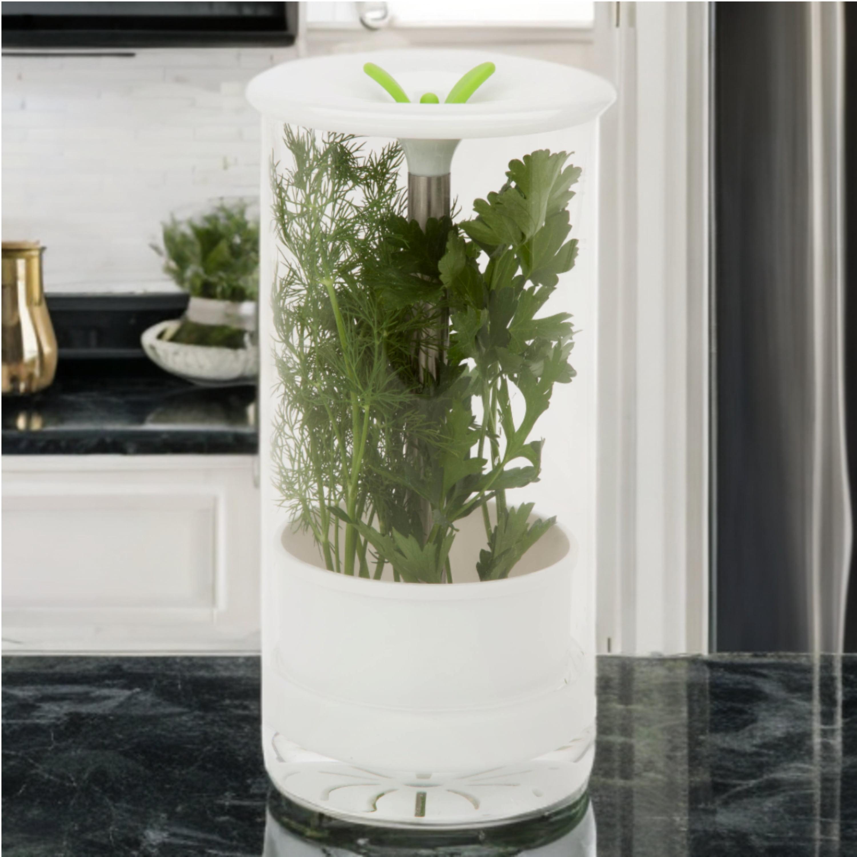 Clear Glass Herb Preserver Jar with Flip Top Lid