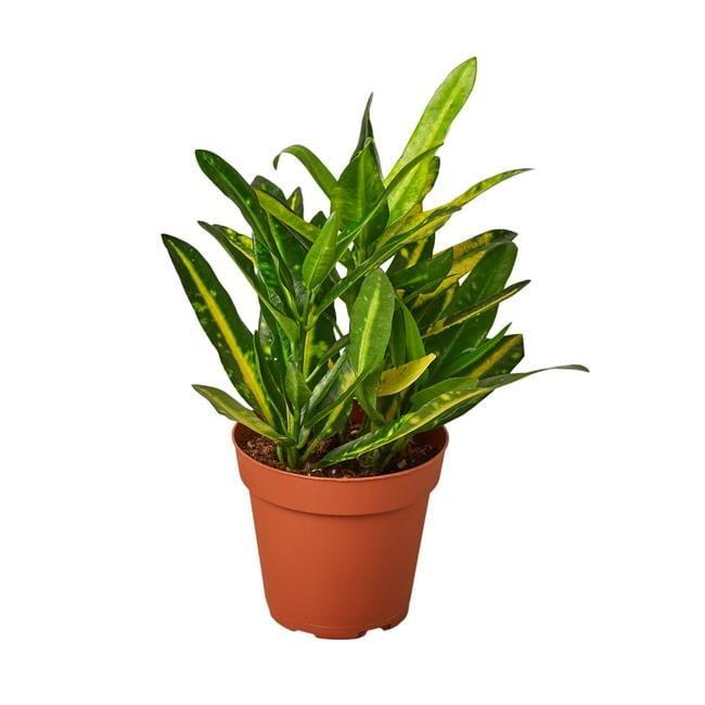 House Plant Shop Live Foliage Plant