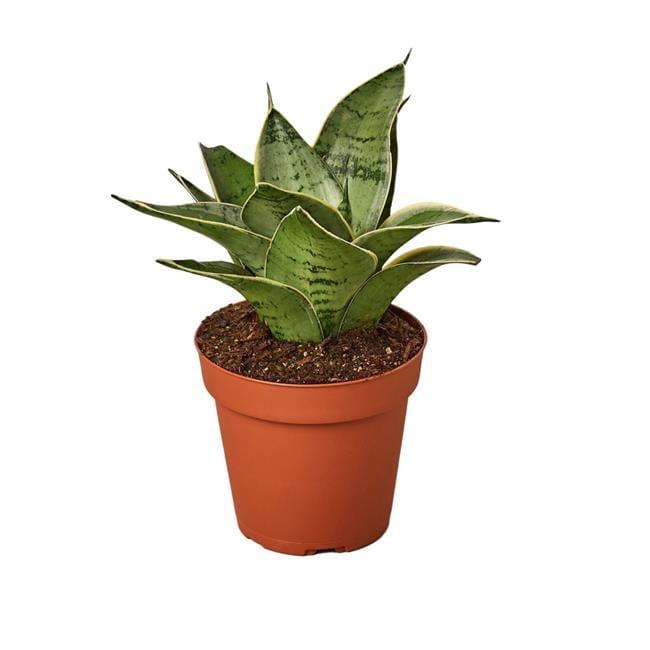 House Plant Shop Live Foliage Plant