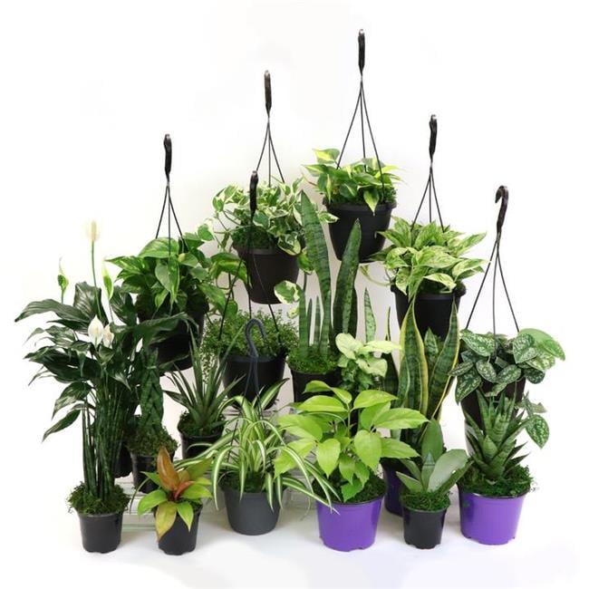 House Plants Low Light 4" Tropical Live Plants in 4" Pots (4 Count), Low Maintenance