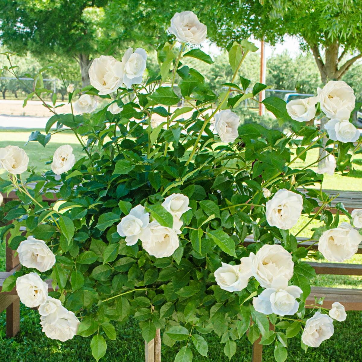 Iceberg Floribunda White Blossom Tree Rose 48" Bare Root