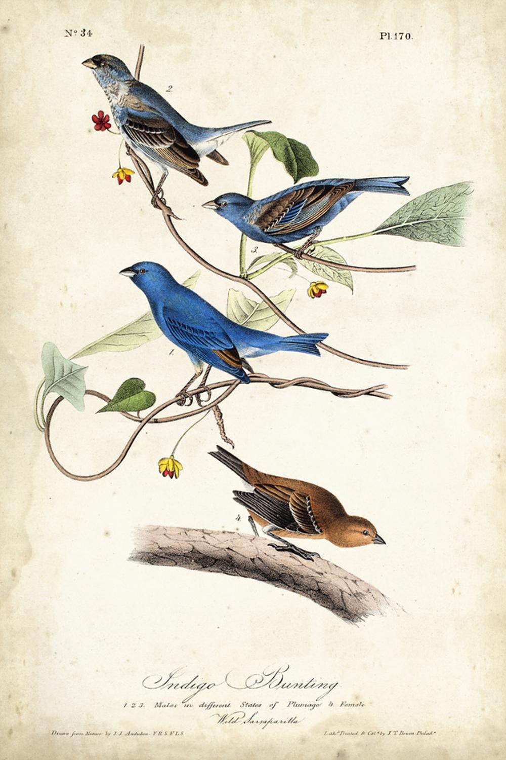 Trademark Fine Art -John James Audubon 'Indigo Bunting Birds' Canvas Art - 24''x16''