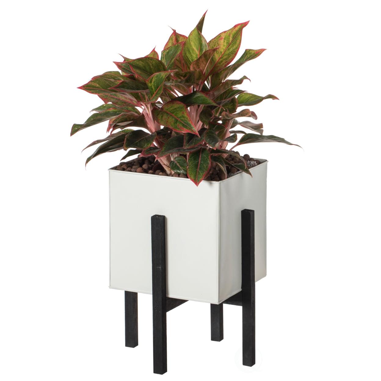 Elevated White Iron Planter Box with Black Wooden Stand, Large