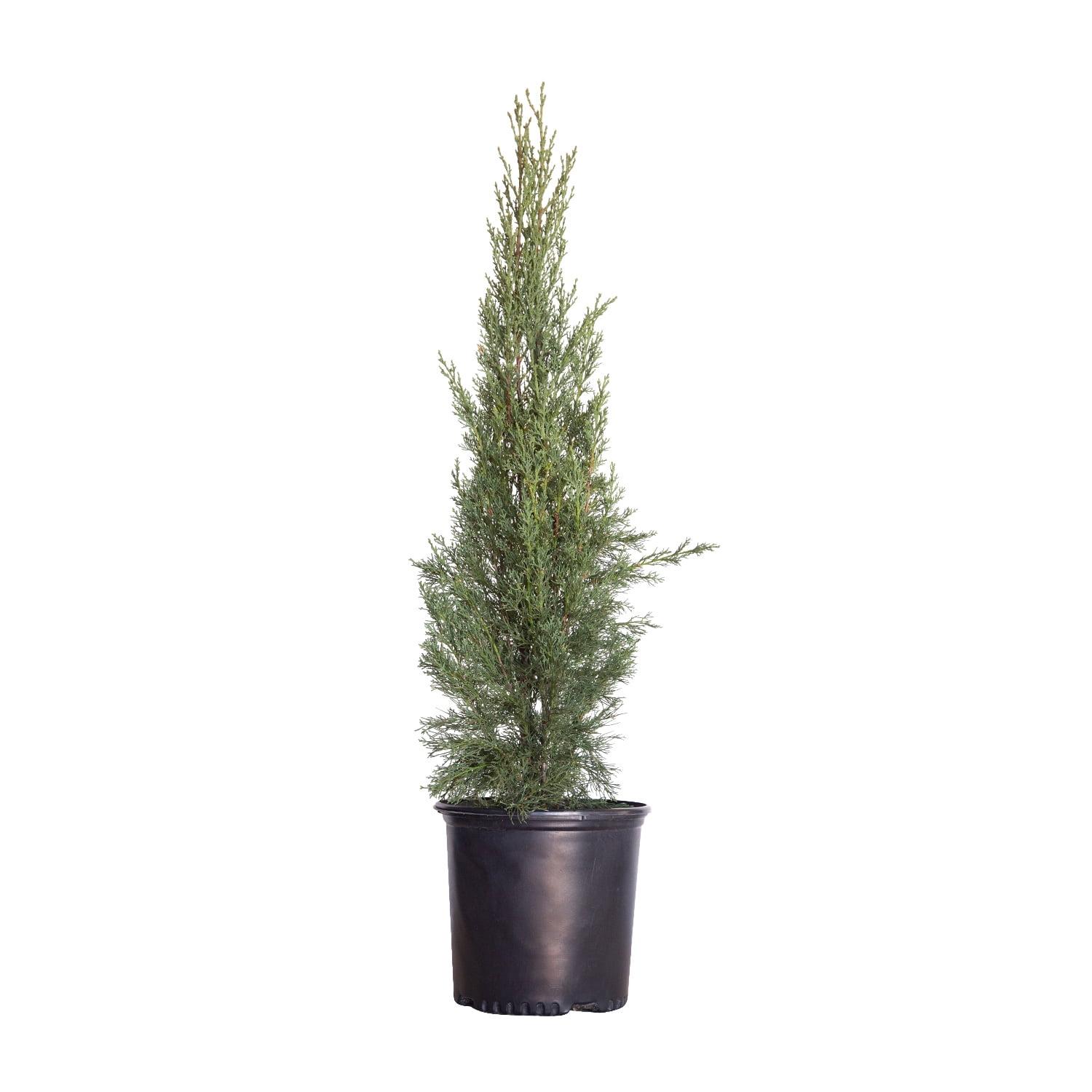 Italian Cypress (2.5 Gallon) Narrow and Upright Evergreen Tree - Full Sun Live Outdoor Plant