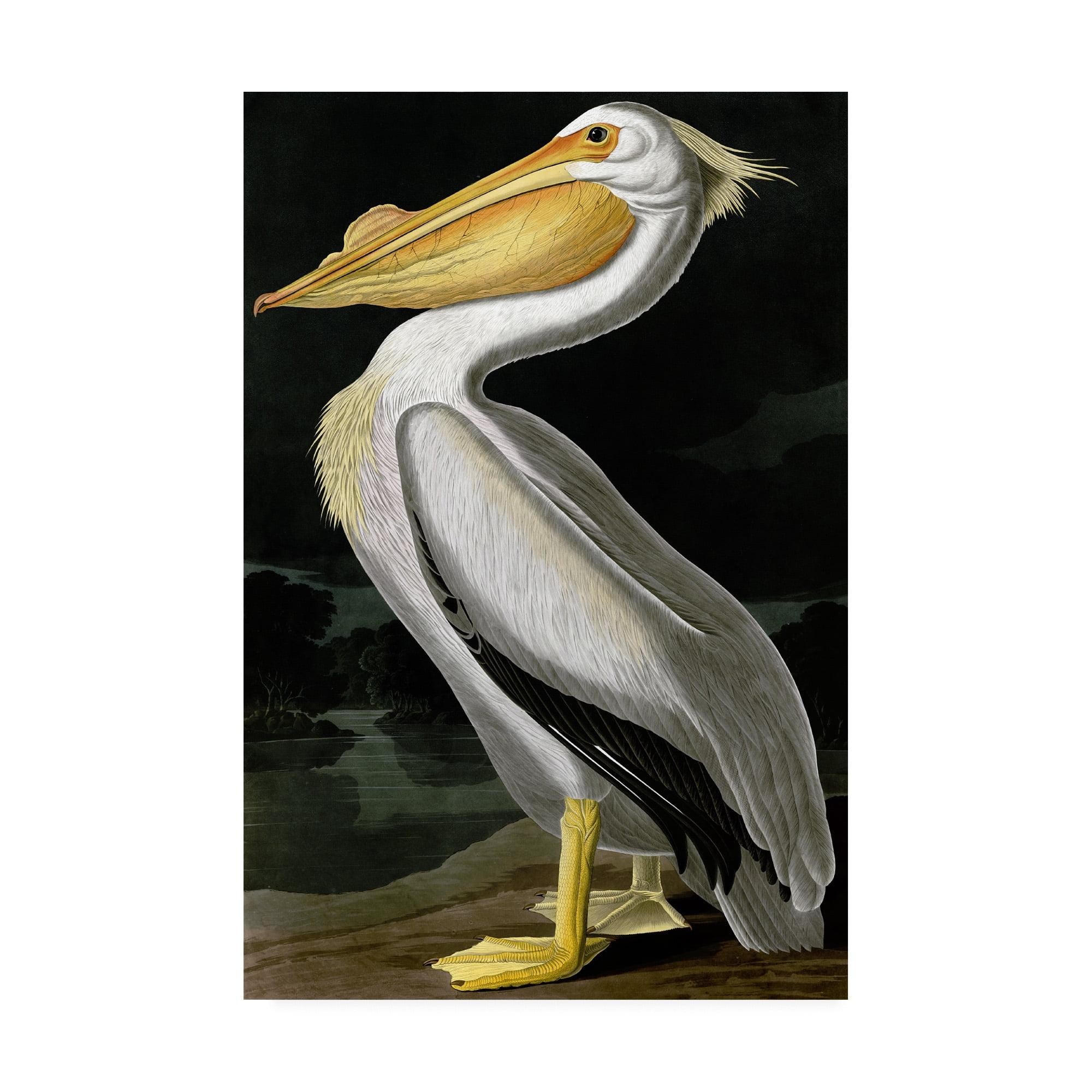 American White Pelican Graphic Art on Canvas