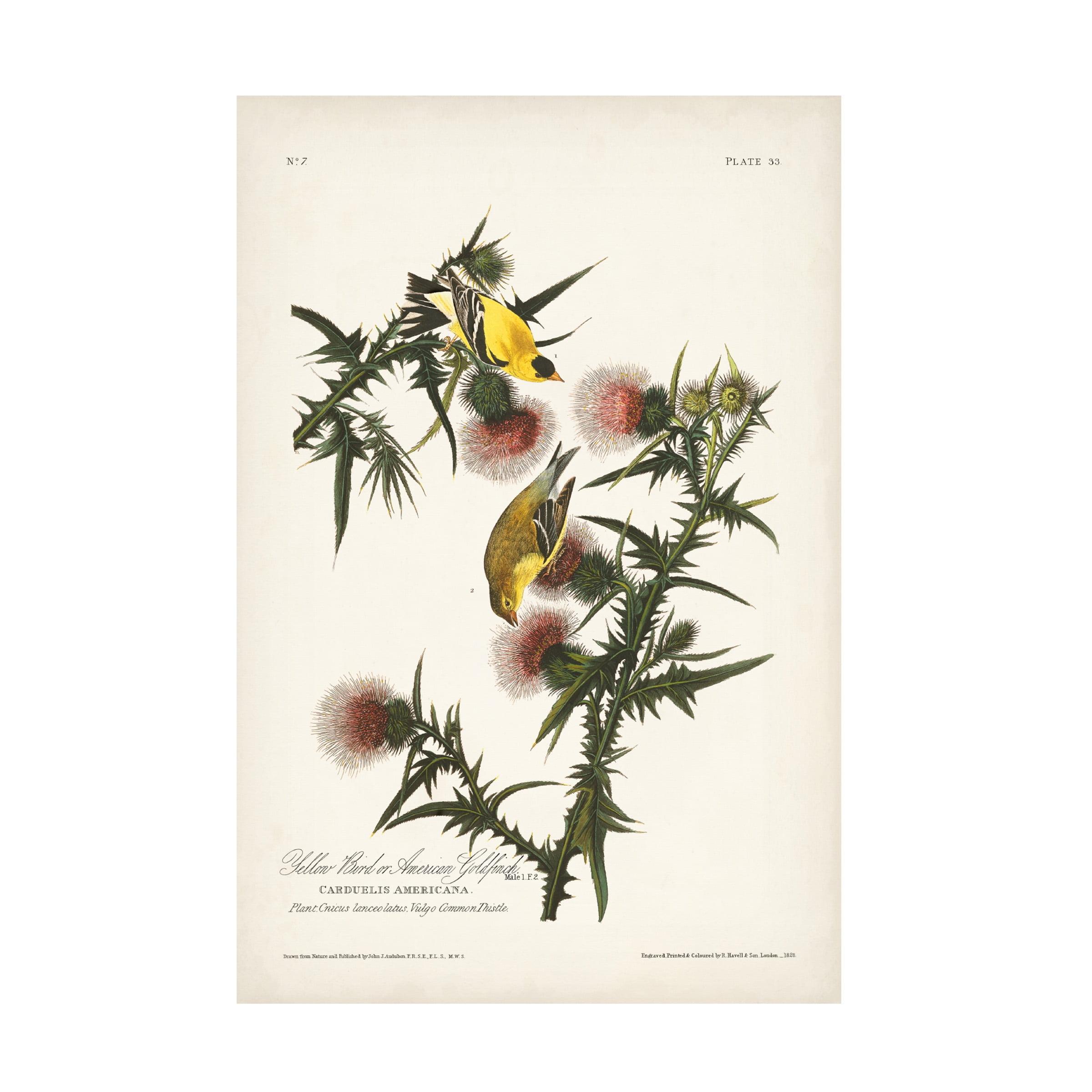 Vintage American Gold Finch Canvas Art Print 16x24