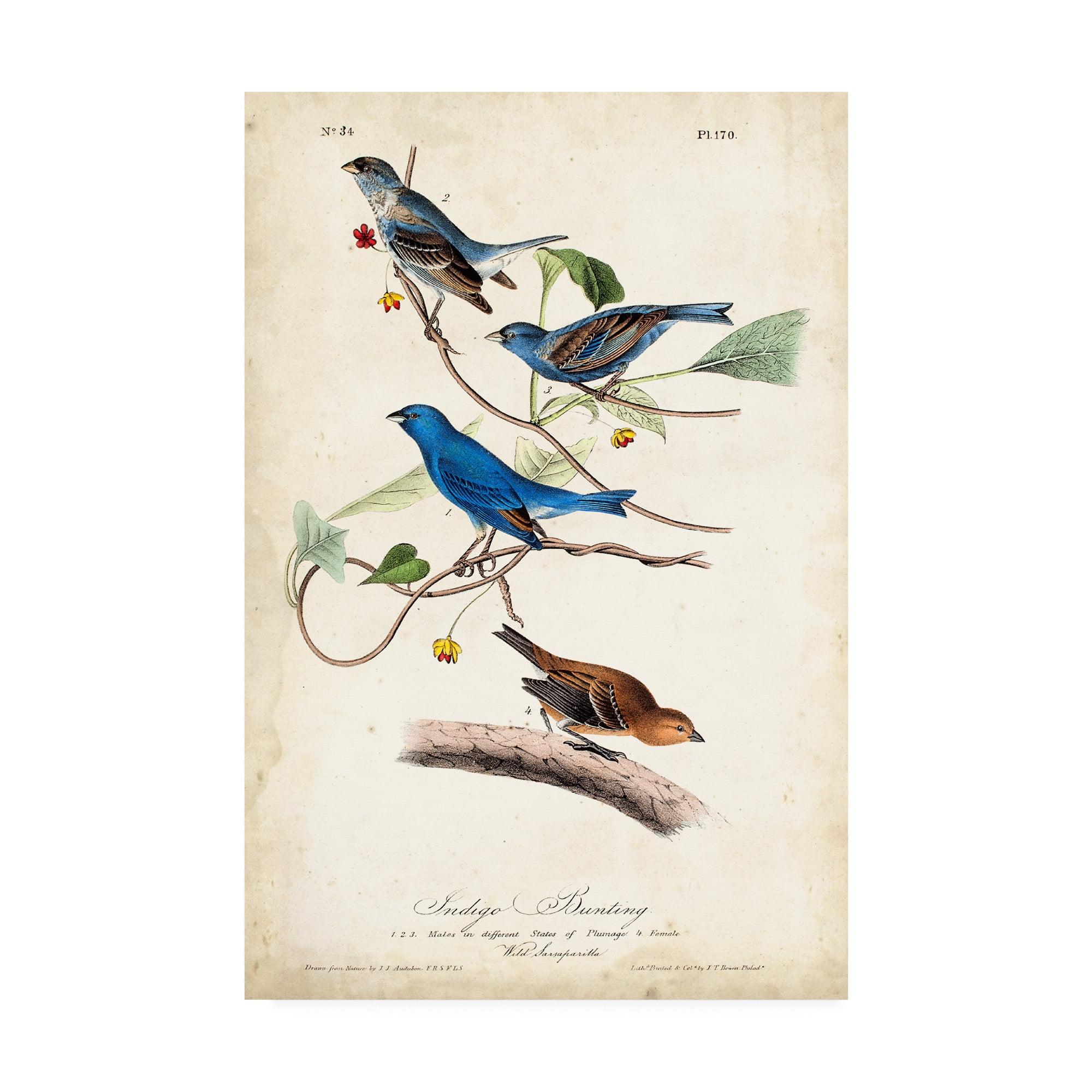 Trademark Fine Art -John James Audubon 'Indigo Bunting Birds' Canvas Art - 24''x16''