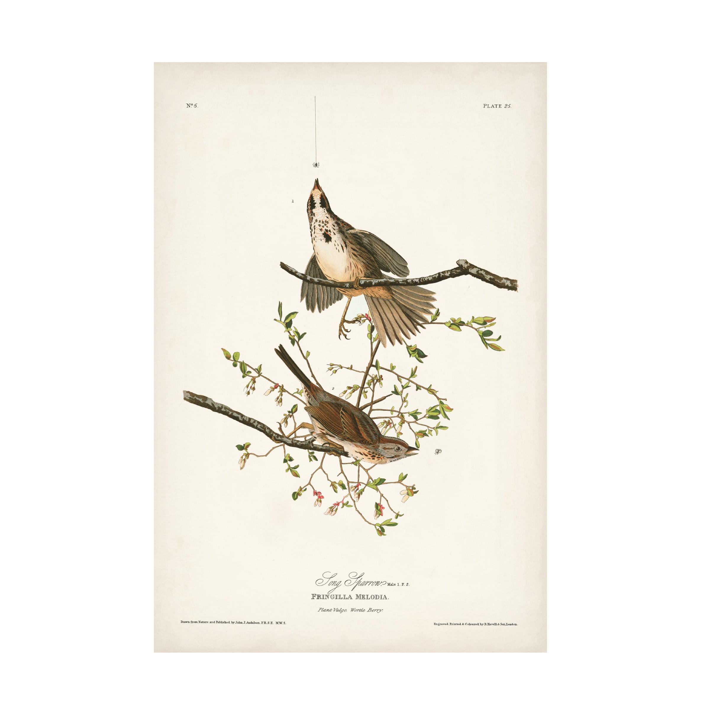 Vintage Song Sparrow Canvas Art by John James Audubon