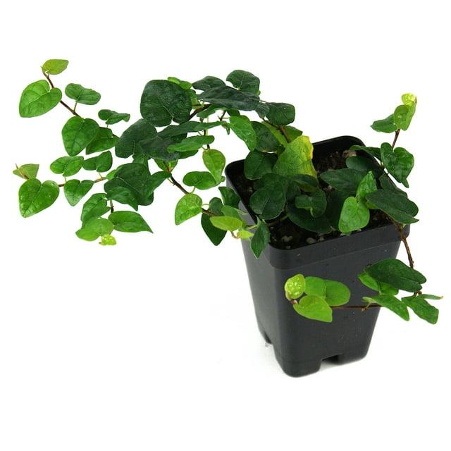Josh's Frogs Green Ficus pumila Creeping Fig Live Plant in Pot