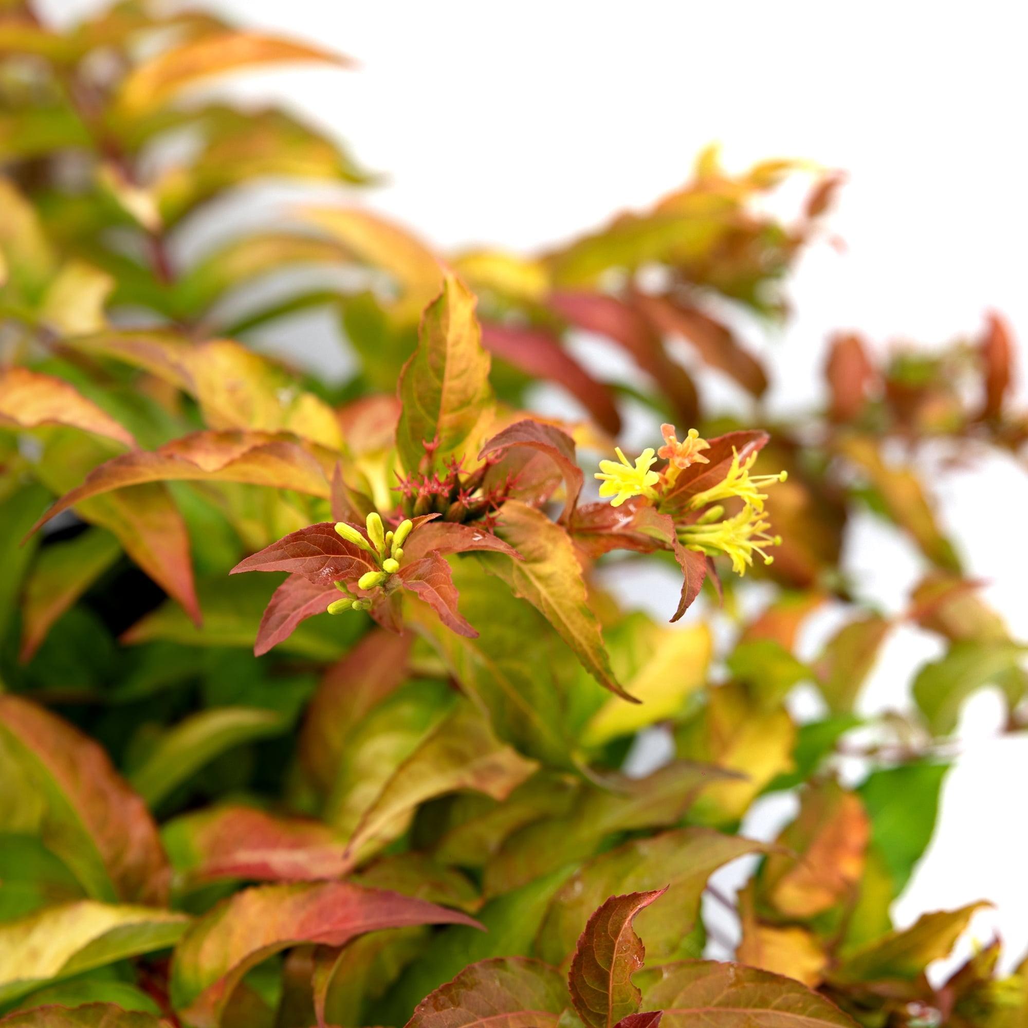 Firefly Honeysuckle Shrub with Amber and Honey Foliage