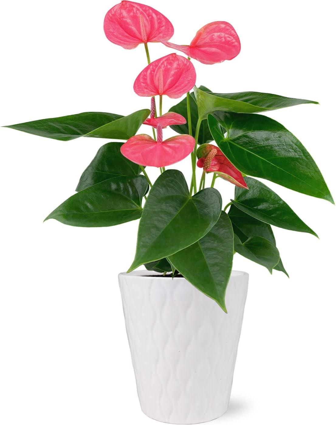 Live 5" Sweet Dream Pink Anthurium Houseplant with Moss in Evi Planter