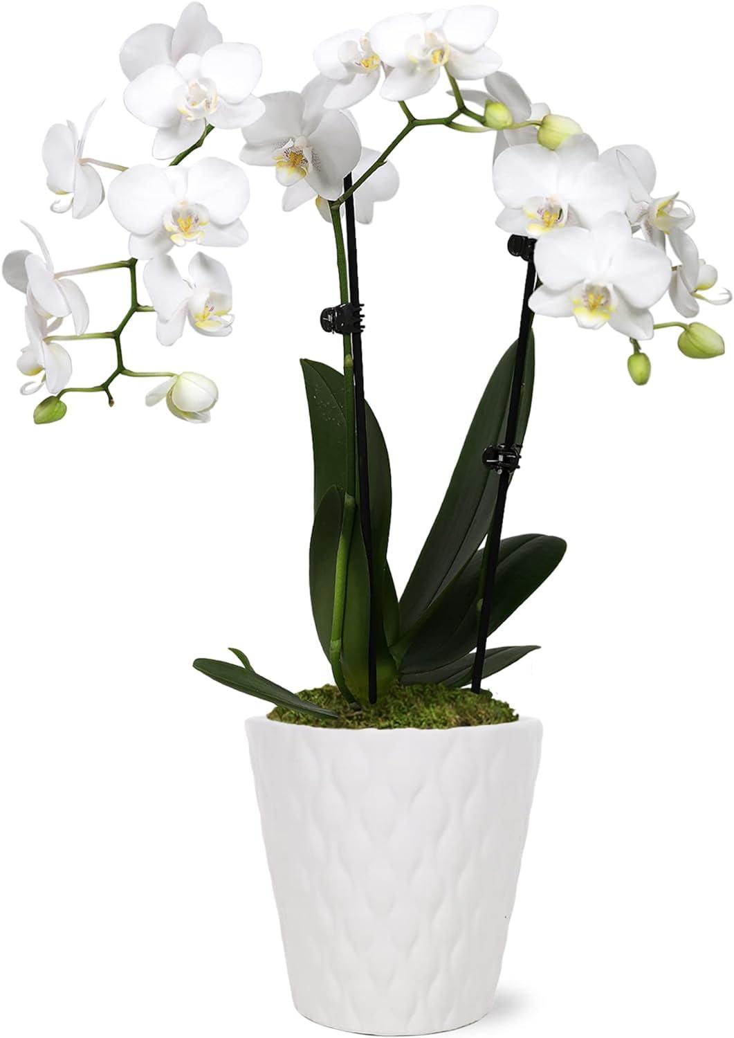 Just Add Ice 15-20" White and Yellow Petite Orchid Live Plant in 3" White Ceramic Pot, House Plant