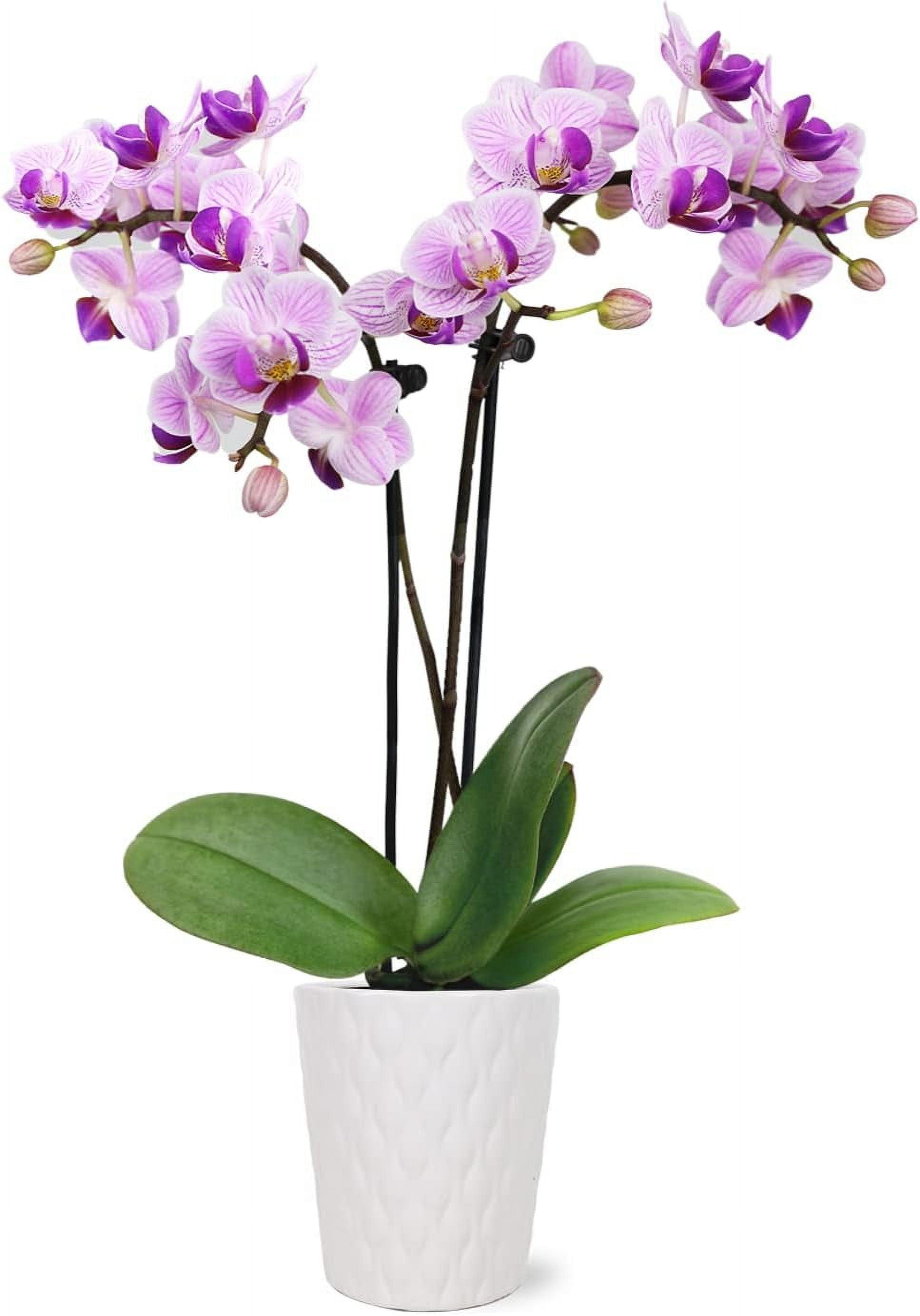 Pink Mini Orchid in White Ceramic Pot, 6-10"