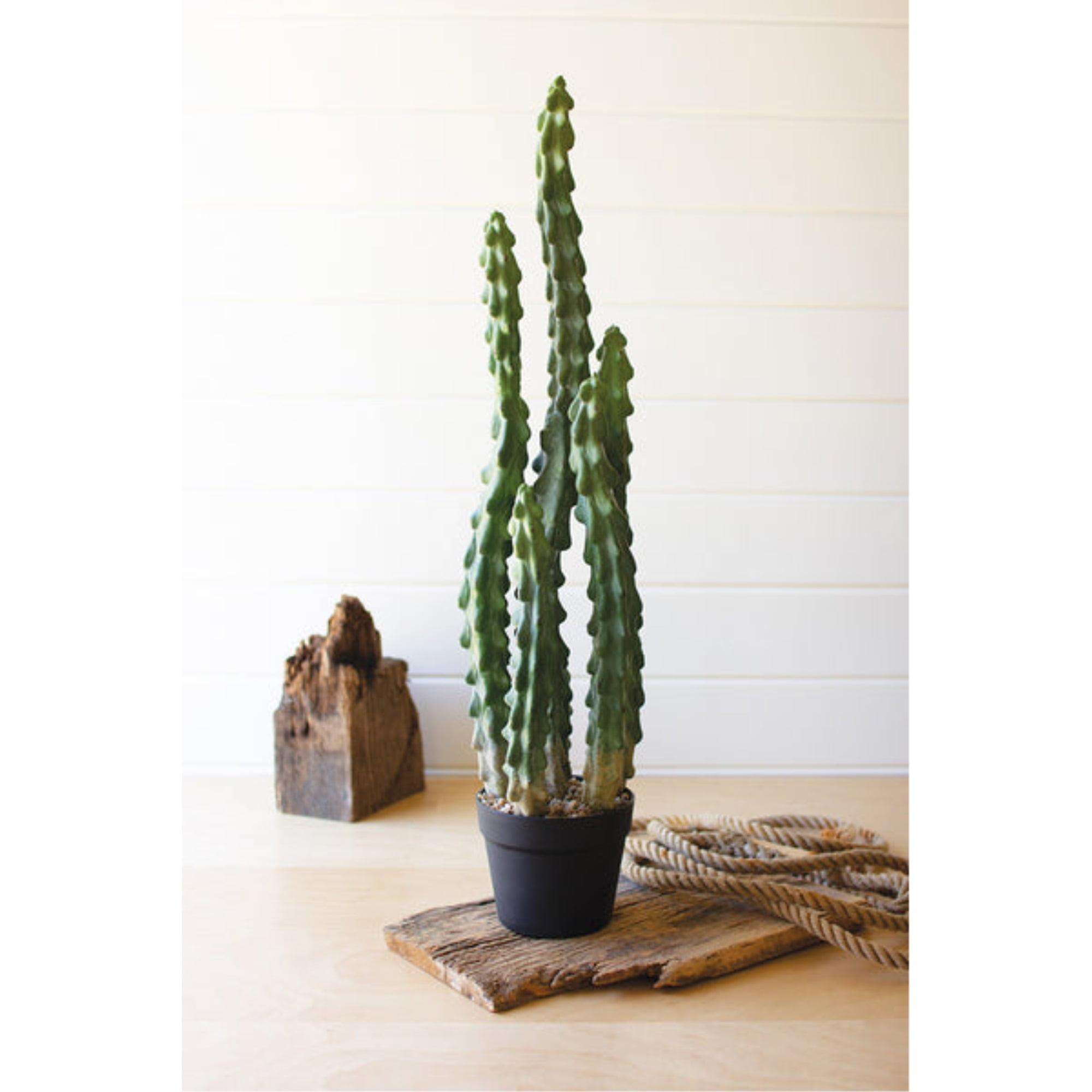 Tall Six-Stemmed Green Cactus in Black Plastic Pot