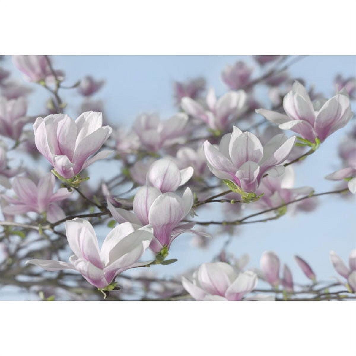 Komar Magnolia Wall Mural