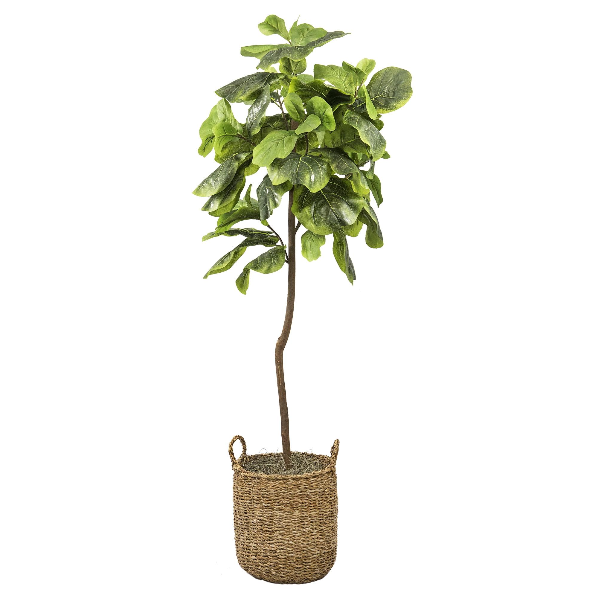 LCG Florals 5' Artificial Fig Tree in Natural Basket - Wicker Rattan Base, Indoor Decorative Plant