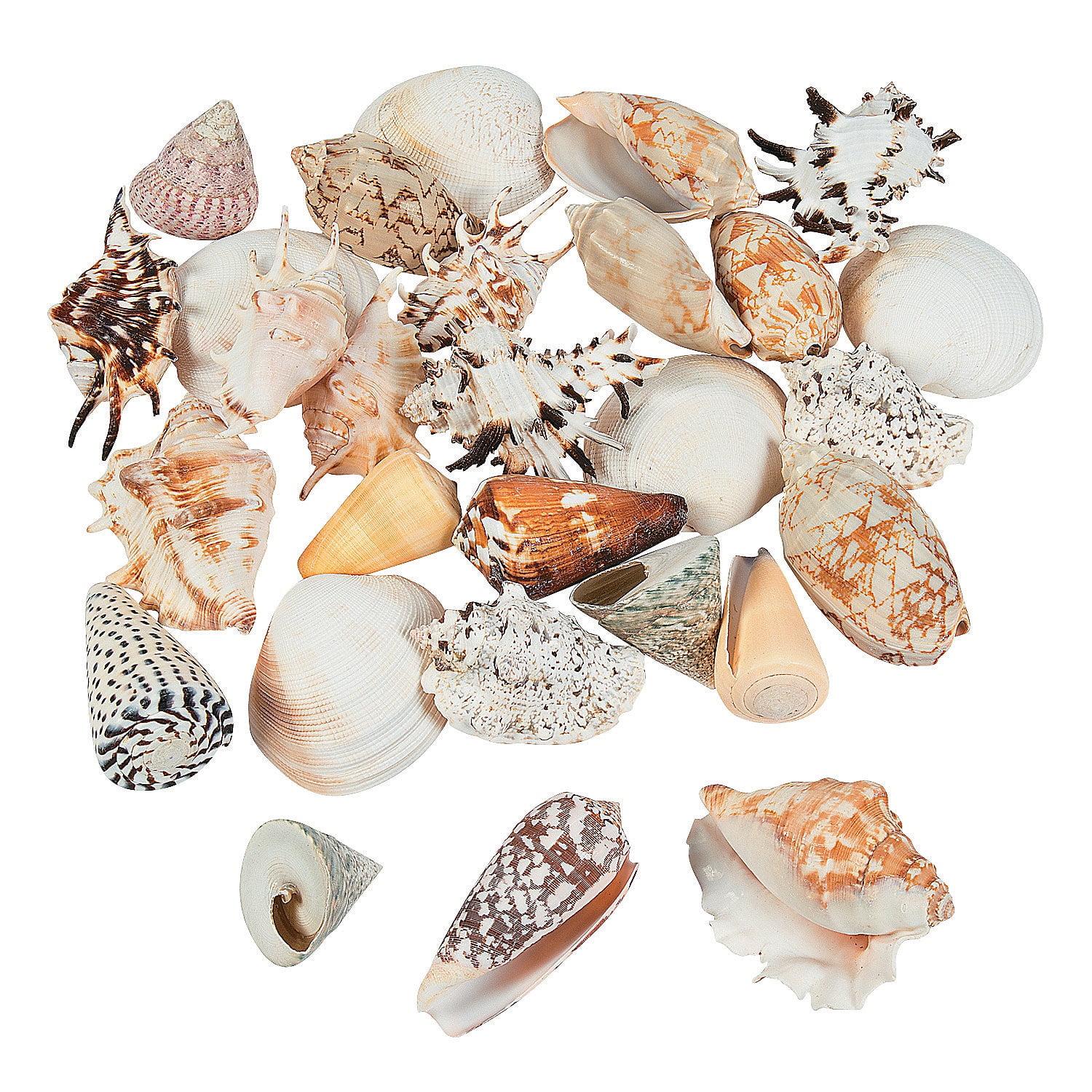 Large Size Seashell Assortment 5 Lbs - Craft Supplies - 1 Piece