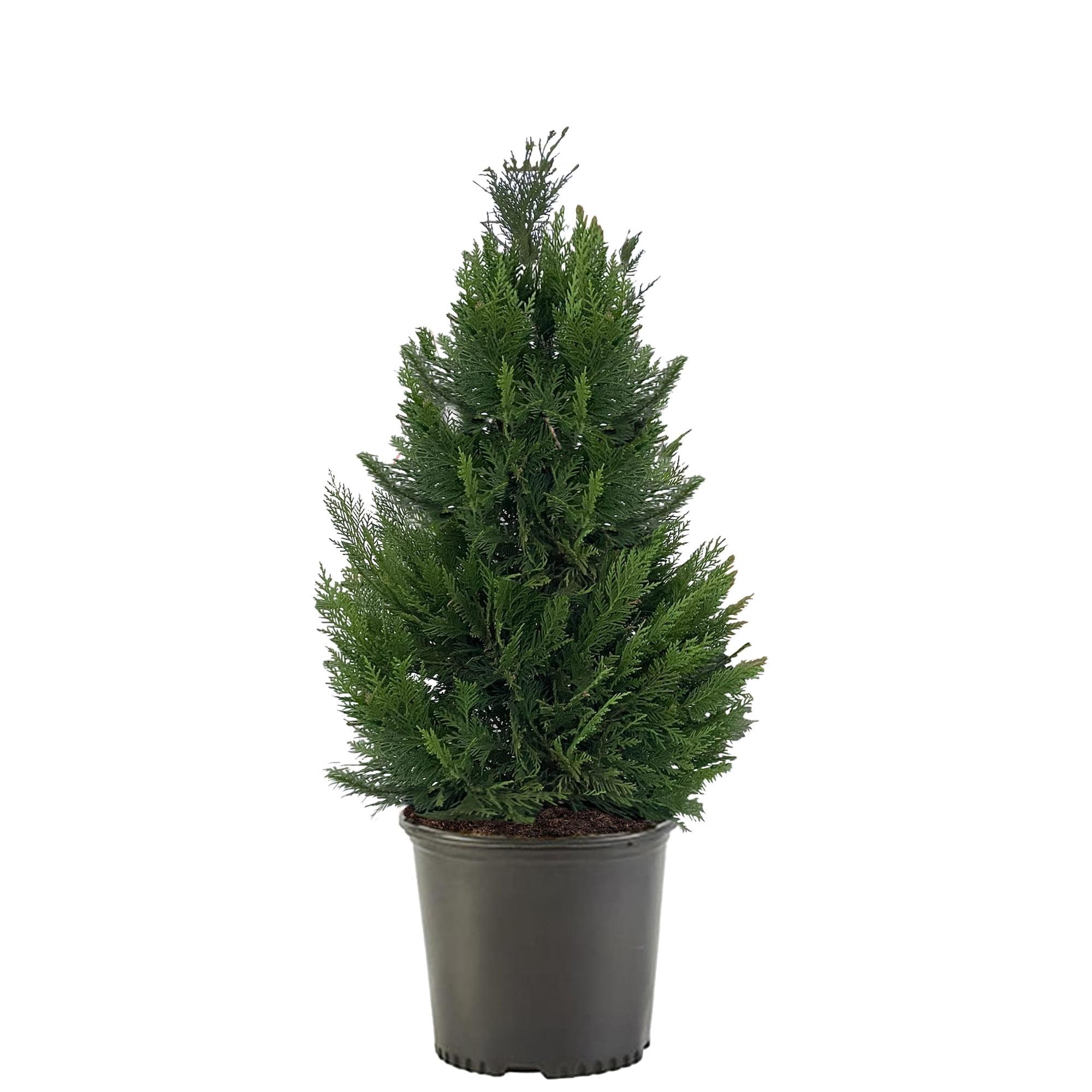 3 Gallon Leyland Cypress Evergreen Privacy Shrub