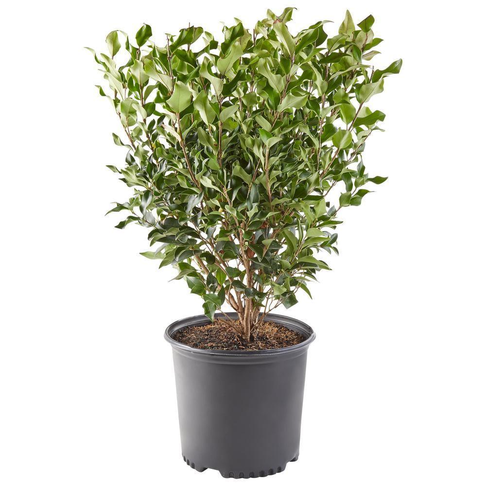 2.25 Gallon Green Ligustrum Recurvifolium Evergreen Shrub