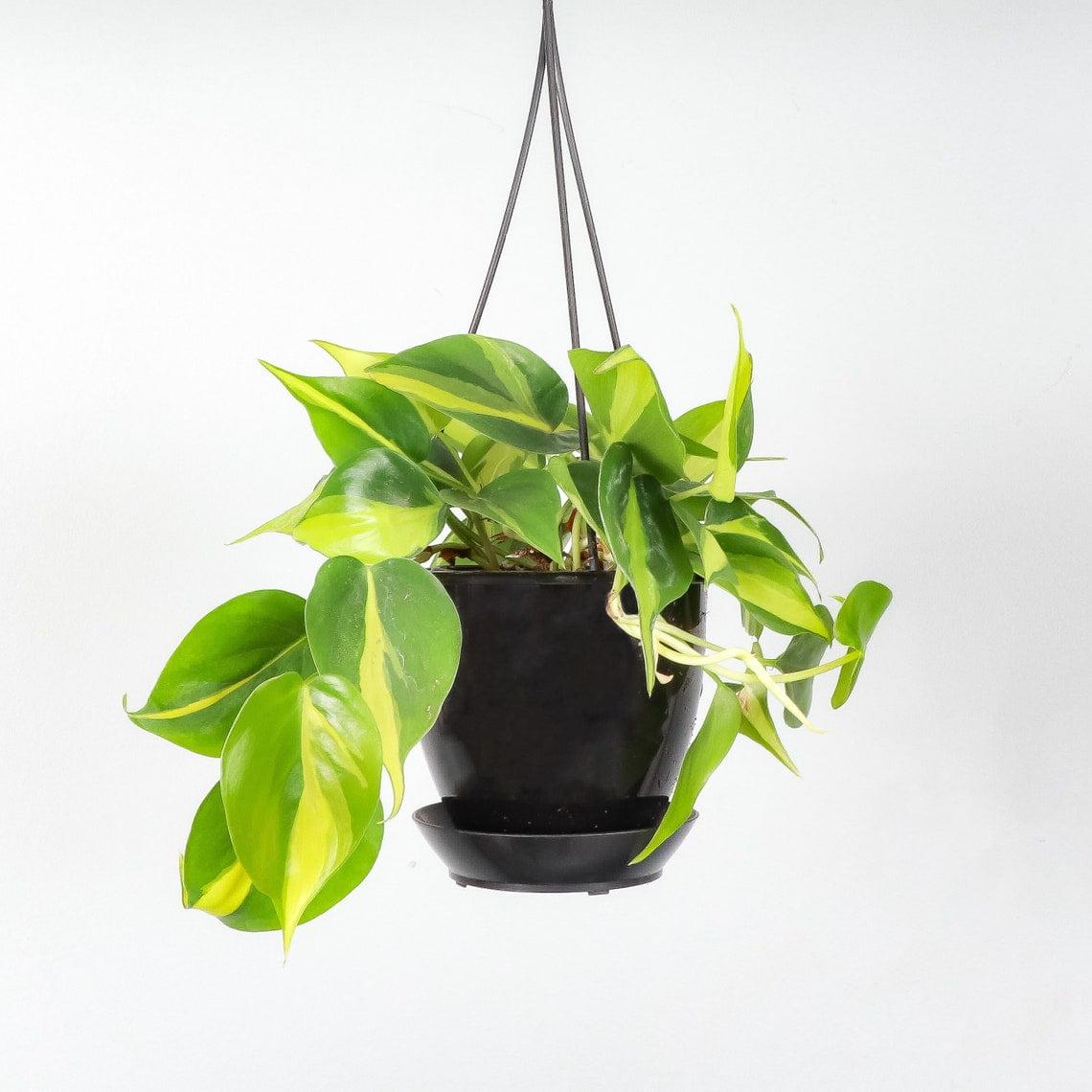 Brazil Philodendron 4'' Indoor Hanging Plant in Black Pot