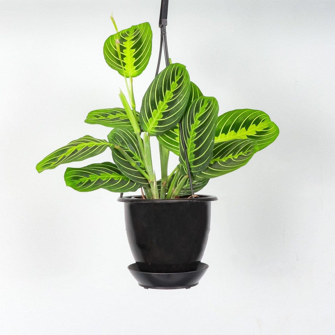 Pet-Friendly Lemon Lime Prayer Plant in 4" Black Hanging Pot