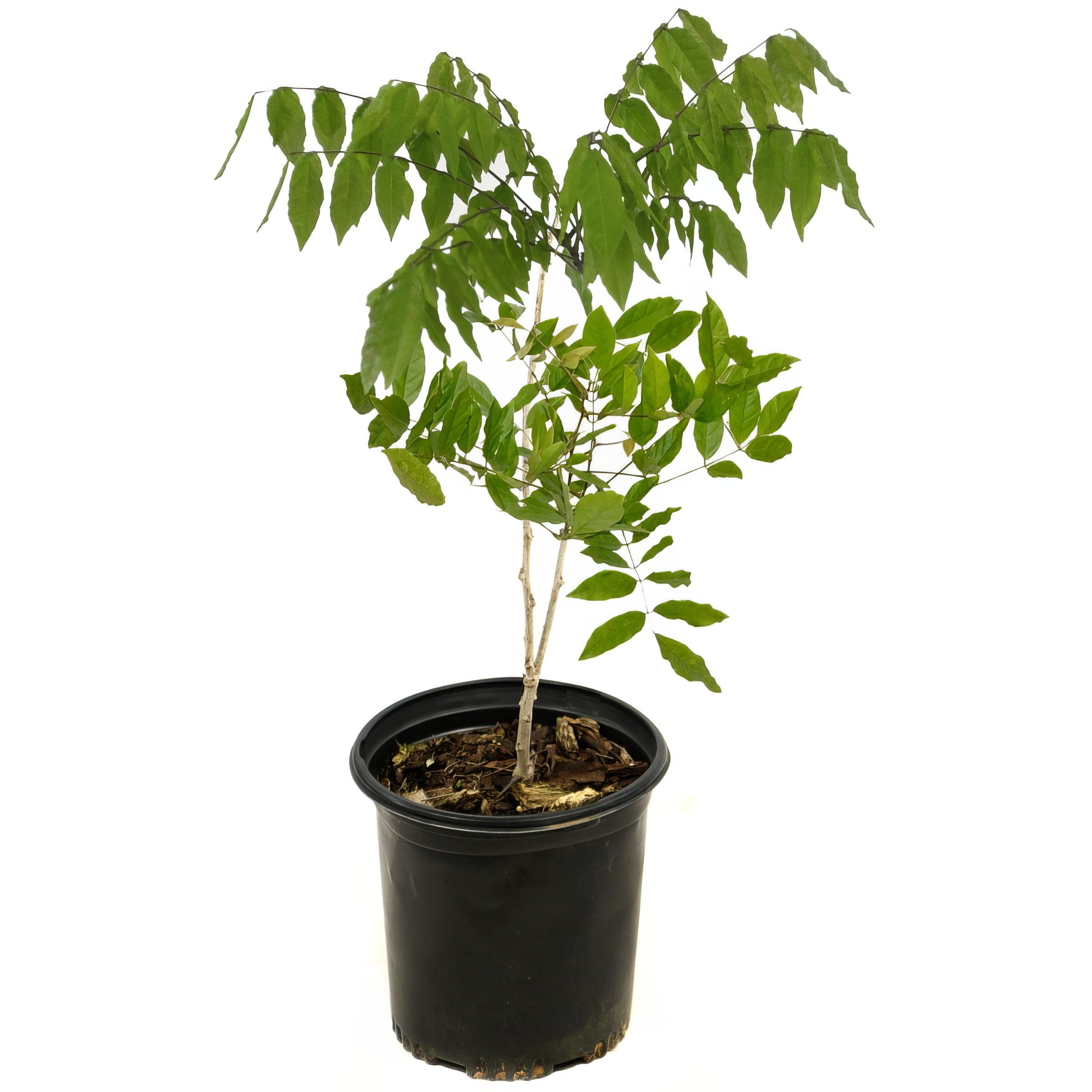 Live Perennial 1 gal Wisteria 'Amethyst Falls' with Full Sunlight