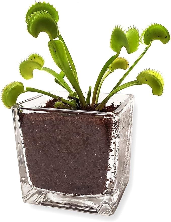 Venus Flytrap Live Plant Kit with Carnivorous Plant Food in 2.5" Glass Cube – Indoor Bug-Eating Plant with Tweezers & Sphagnum Moss – Educational Gift Fly Trap