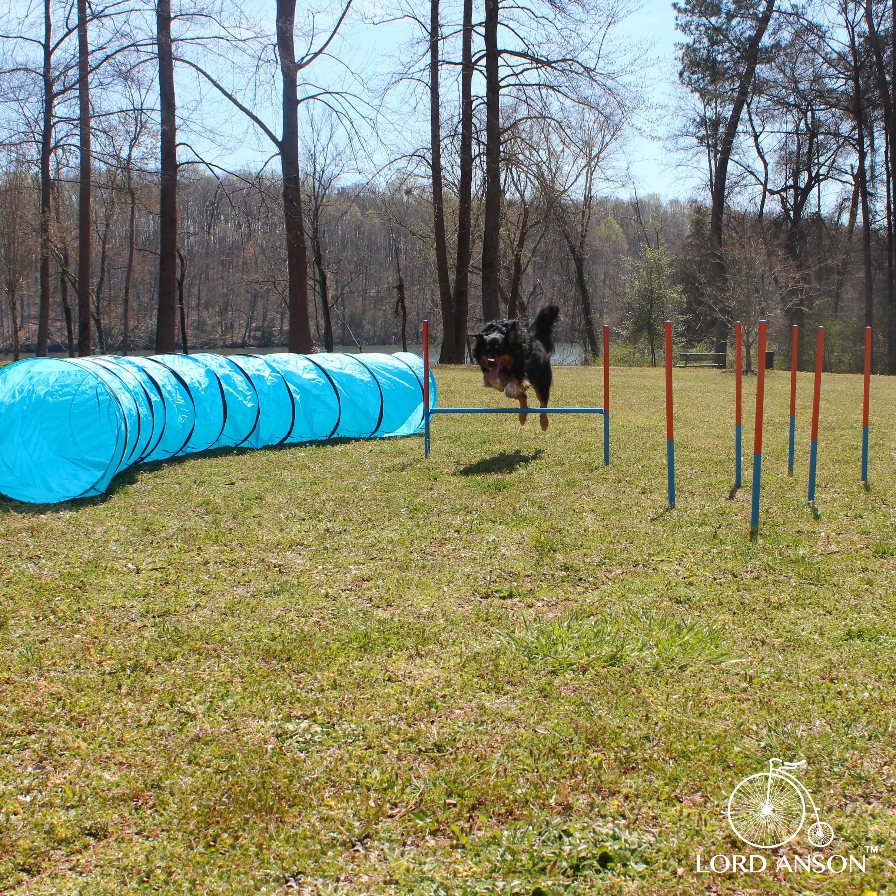 Lord Anson™ Dog Agility Set - Dog Agility Training Equipment for Dogs - 1 Dog Agility Tunnel, 6 Weave Poles, 1 Dog Jump - Canine Agility Set for Dog Training, Obedience, Rehabilitation