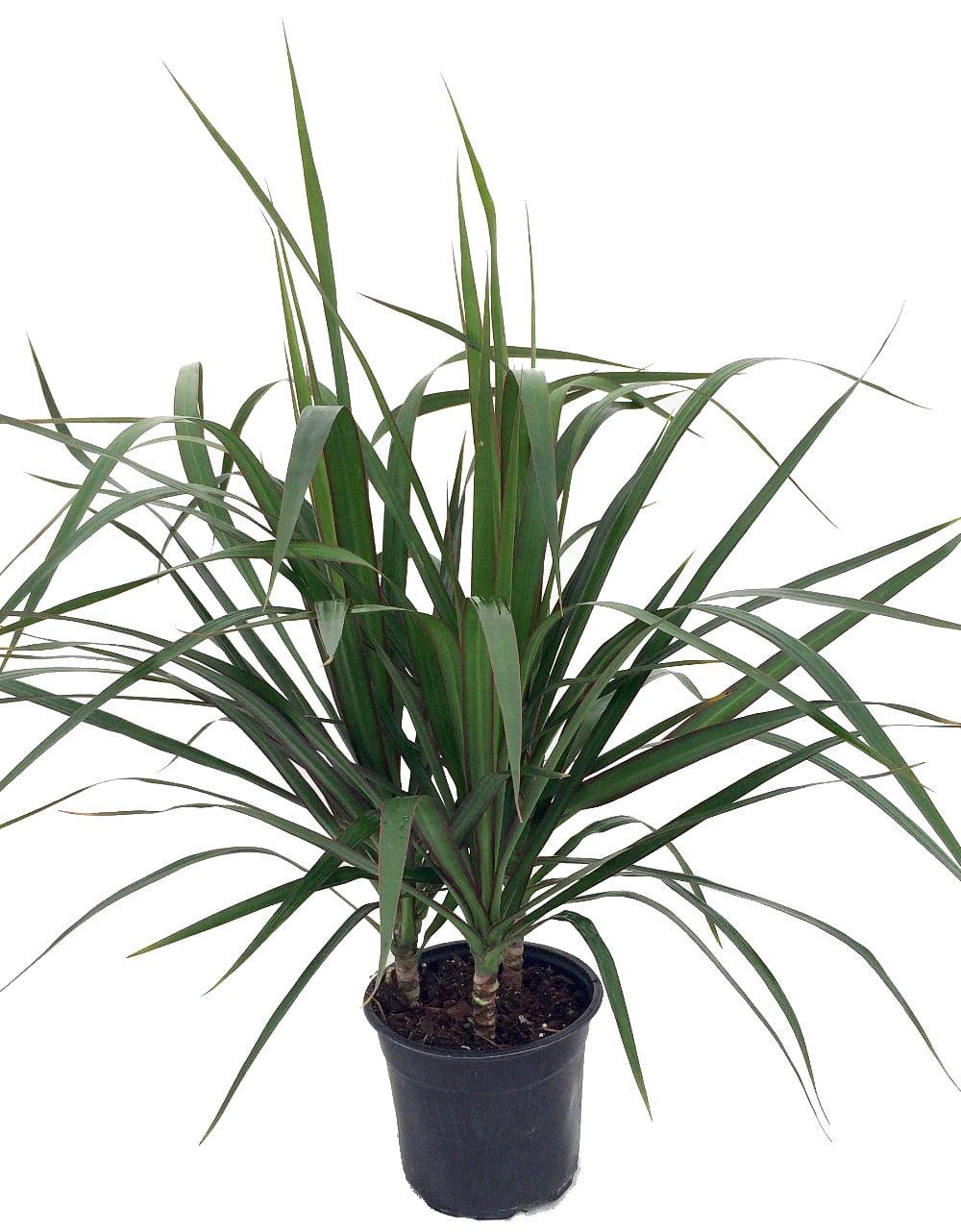 Madagascar Dragon Tree Dracaena in 6" Black Pot