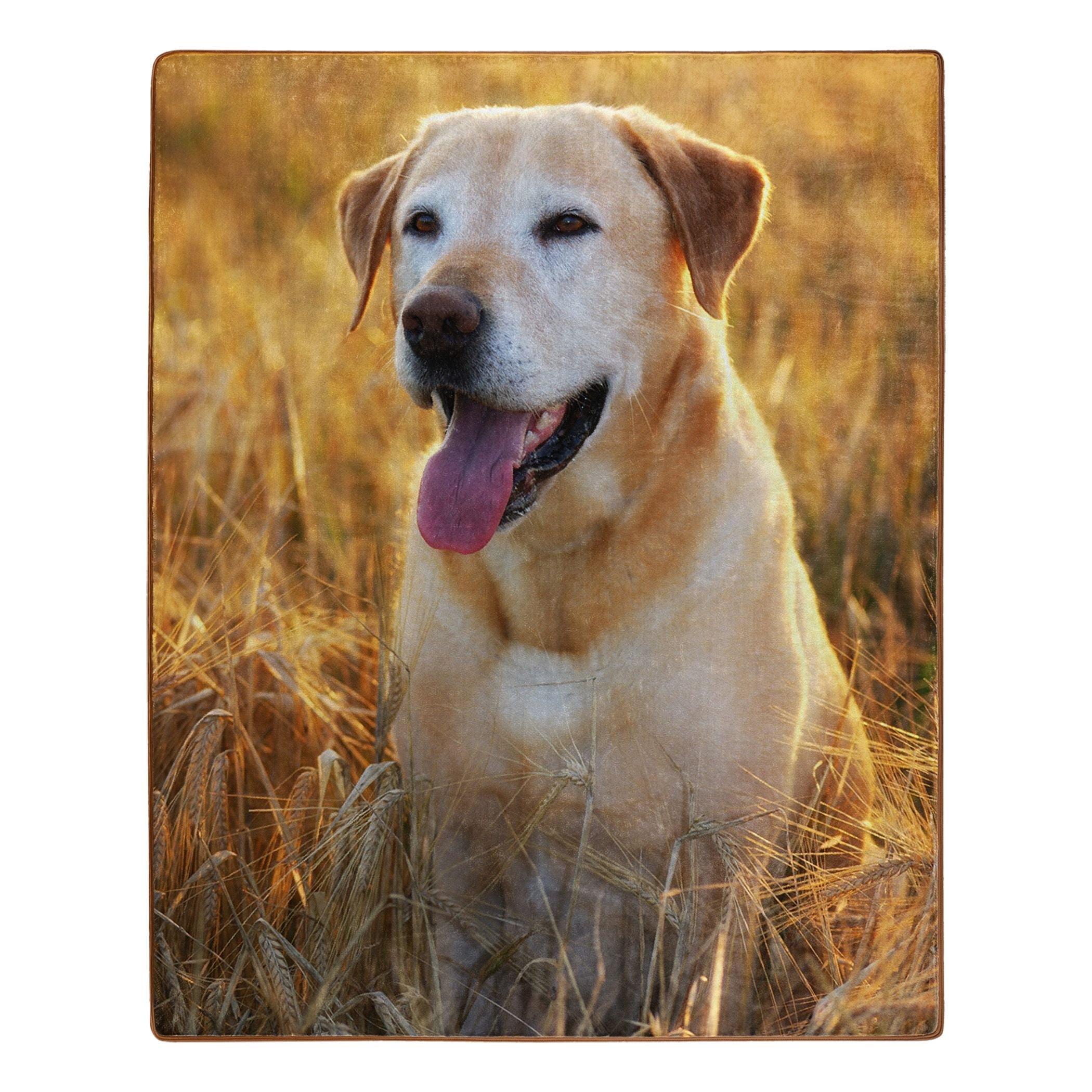 Magic Hour Yellow Lab Raschel Throw Blanket, 50 x 60 inches