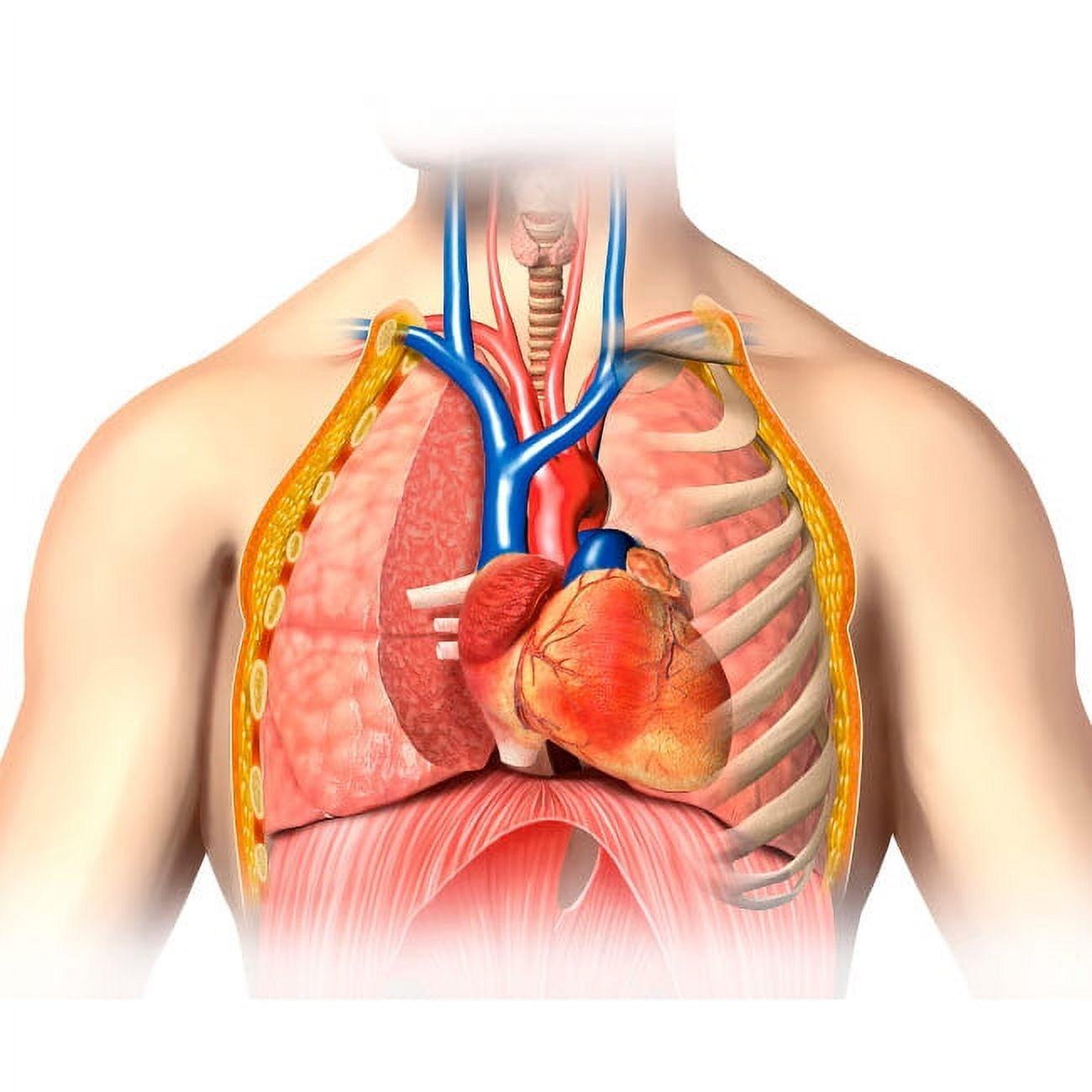 Male Chest Anatomy Thorax Heart Veins Arteries Poster