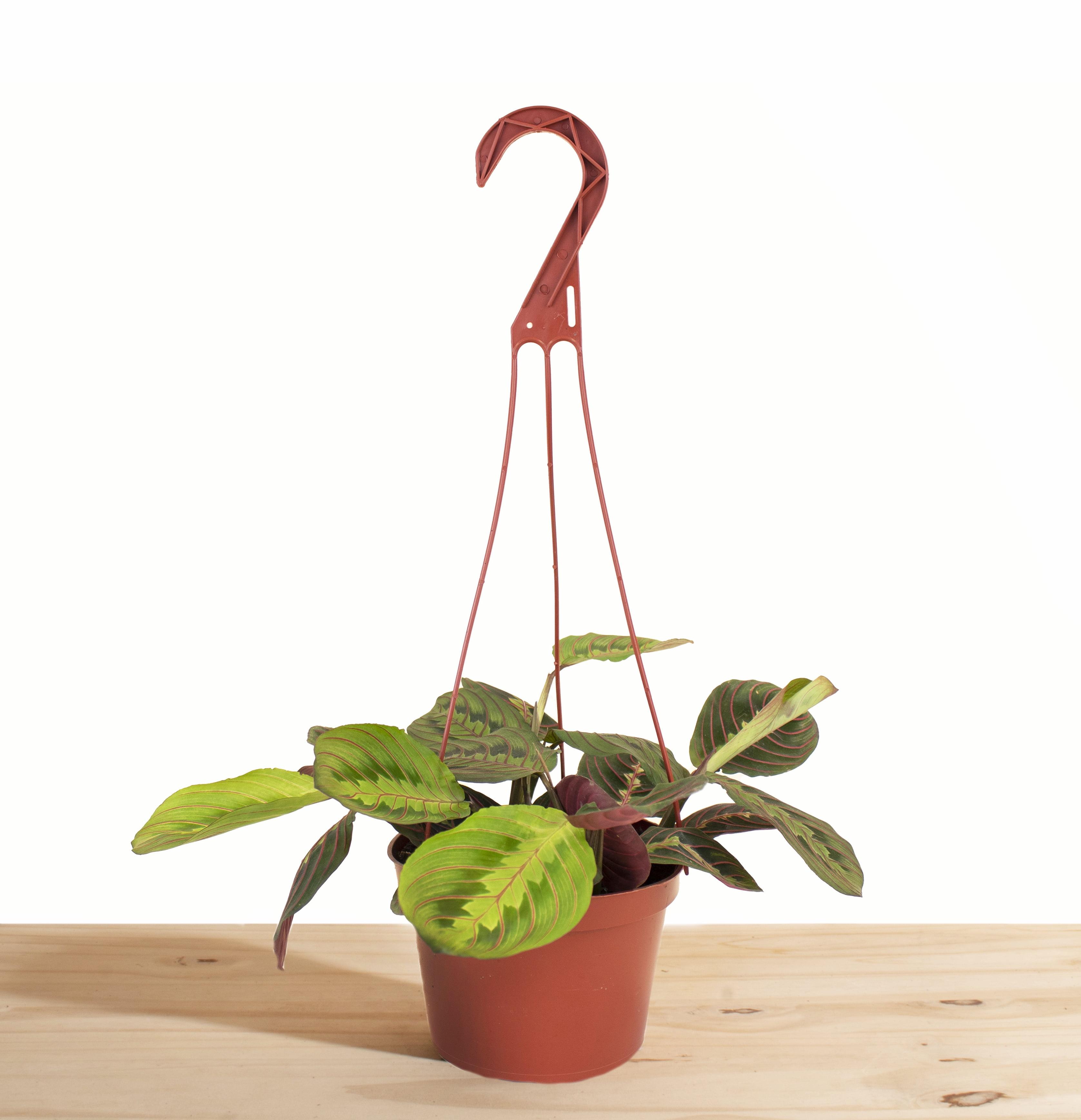 Maranta Red 'Prayer Plant' House Plant in 6" Hanging Grow Pot