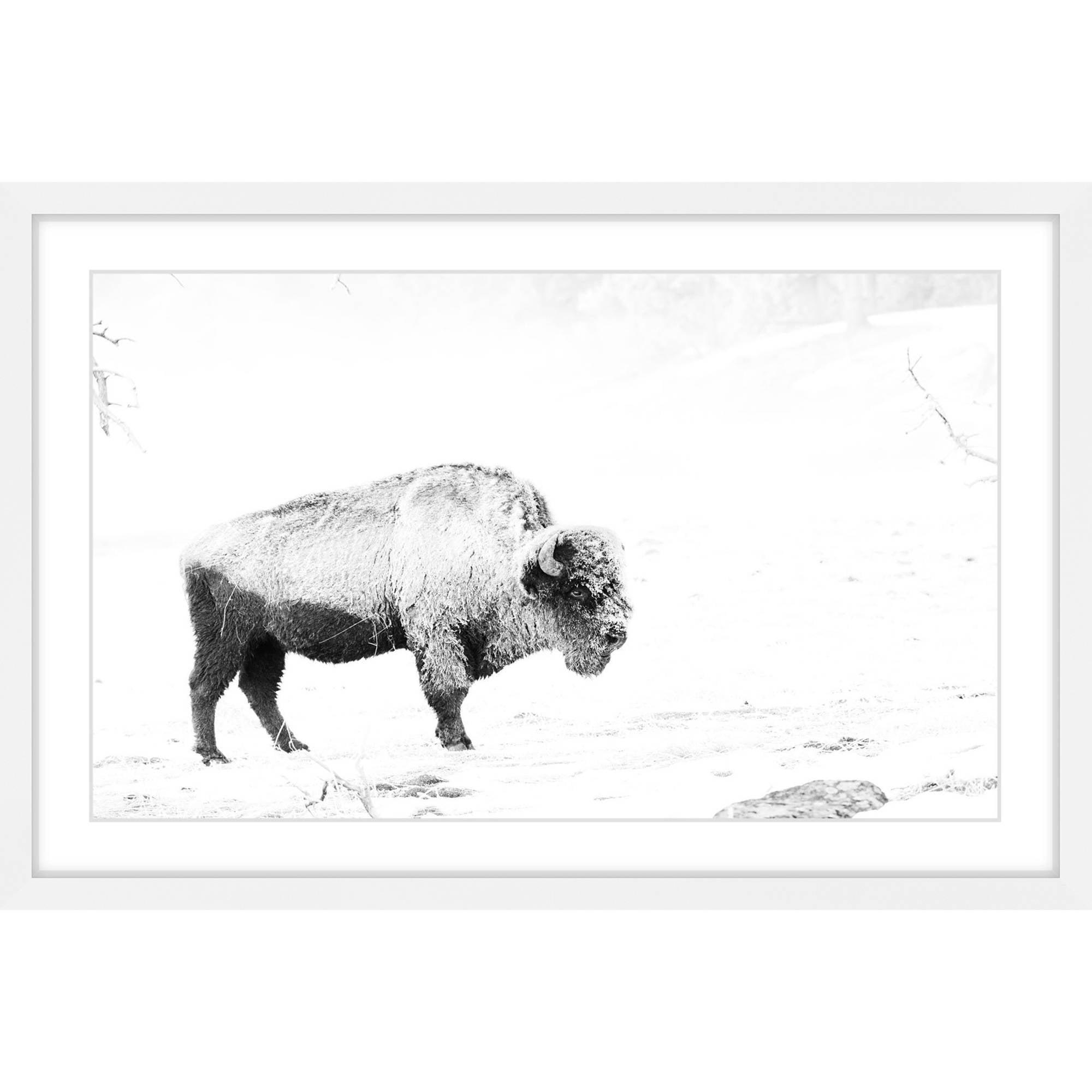 " Grazing Bison "