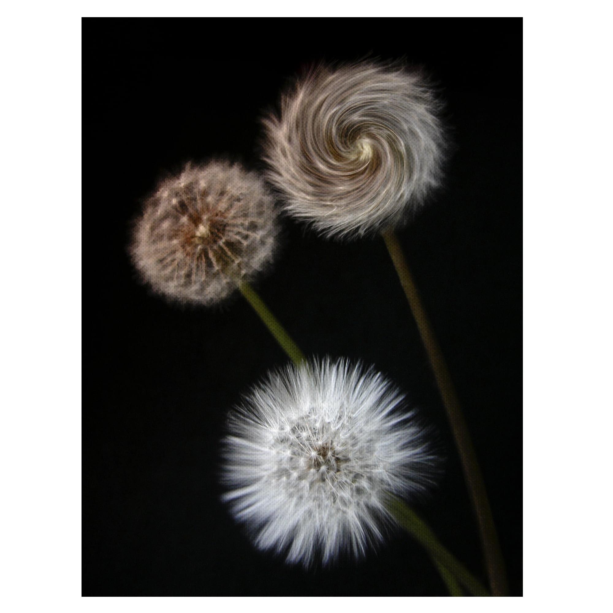 Metamorphose Dandelions Black and White Canvas Art Print