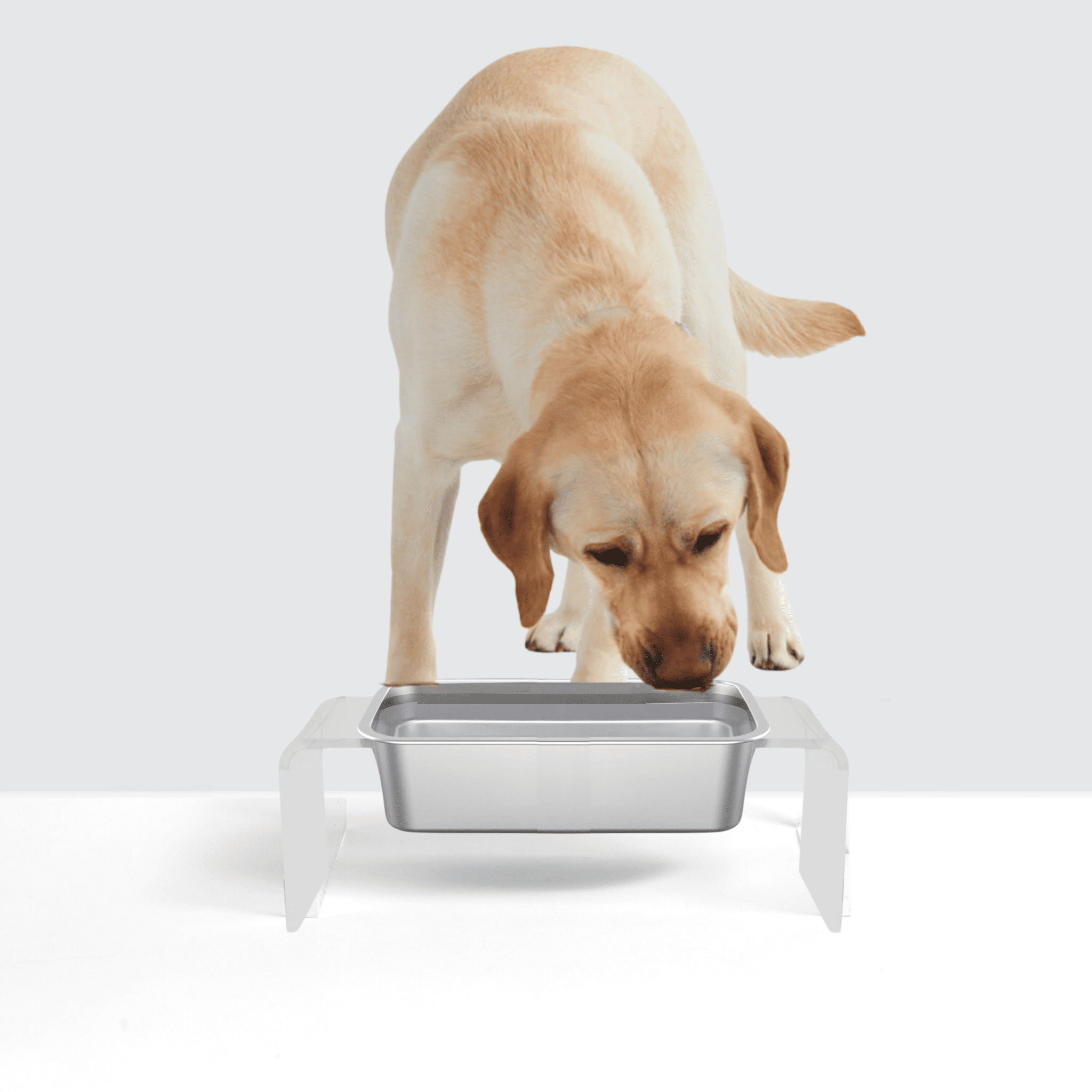 Clear Elevated Trough Dog Bowl Feeder