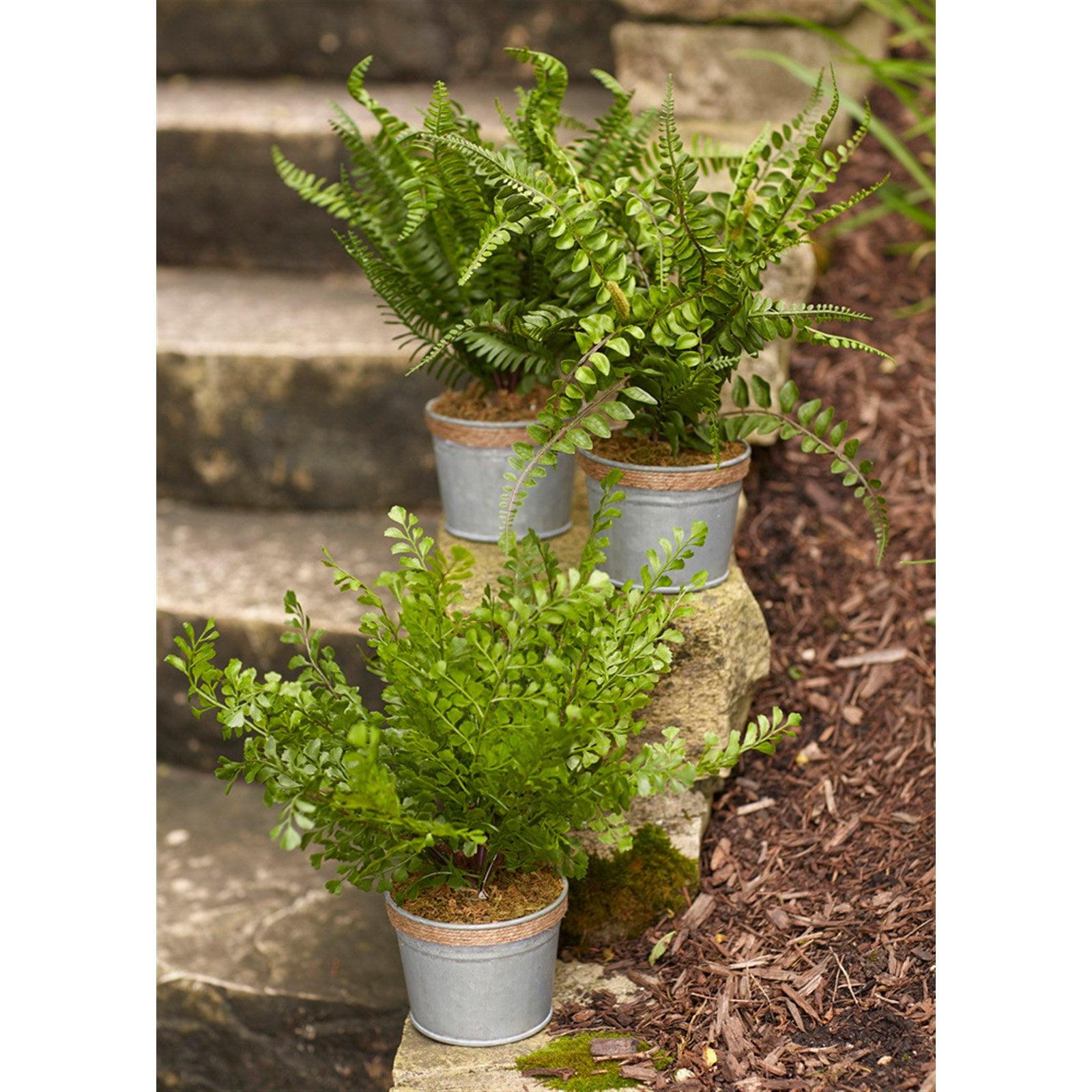 Variegated Green Plastic Potted Fern Trio with Silver Bucket Pots
