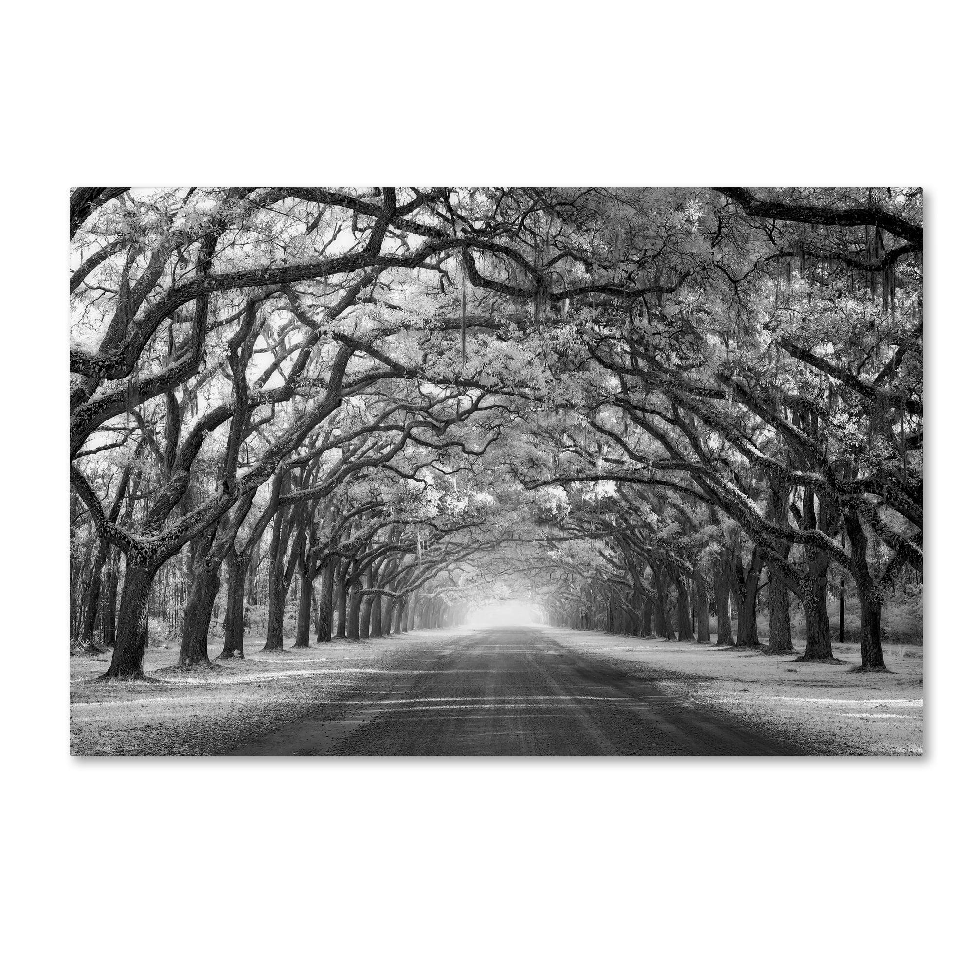 Mike Jones Photo 'Wormsloe Inf Light' Black and White Canvas Art