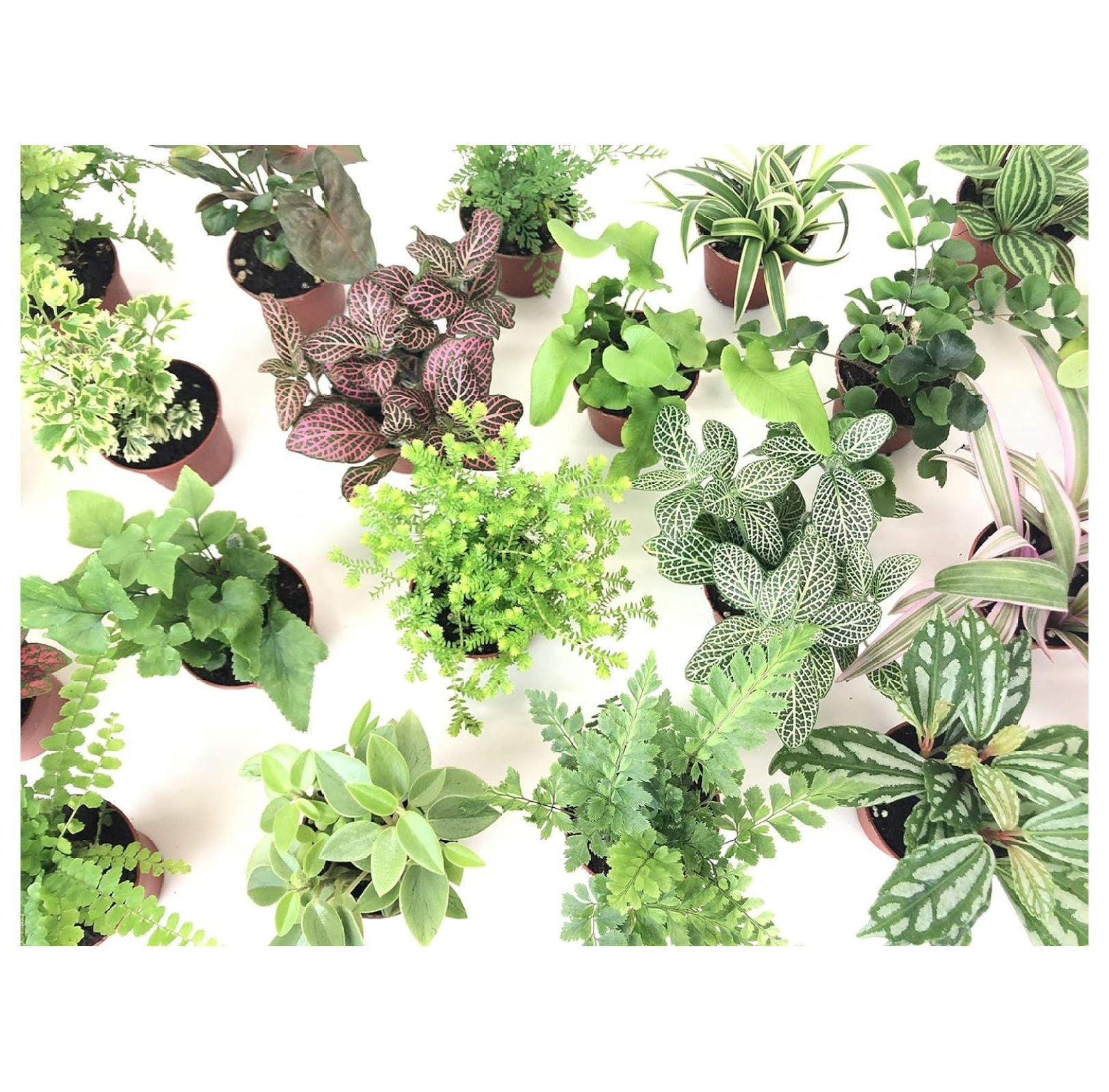 Mini Terrarium Plants (6 Plants) (2" Pots) Fairy Garden Plants Assorted Varieties