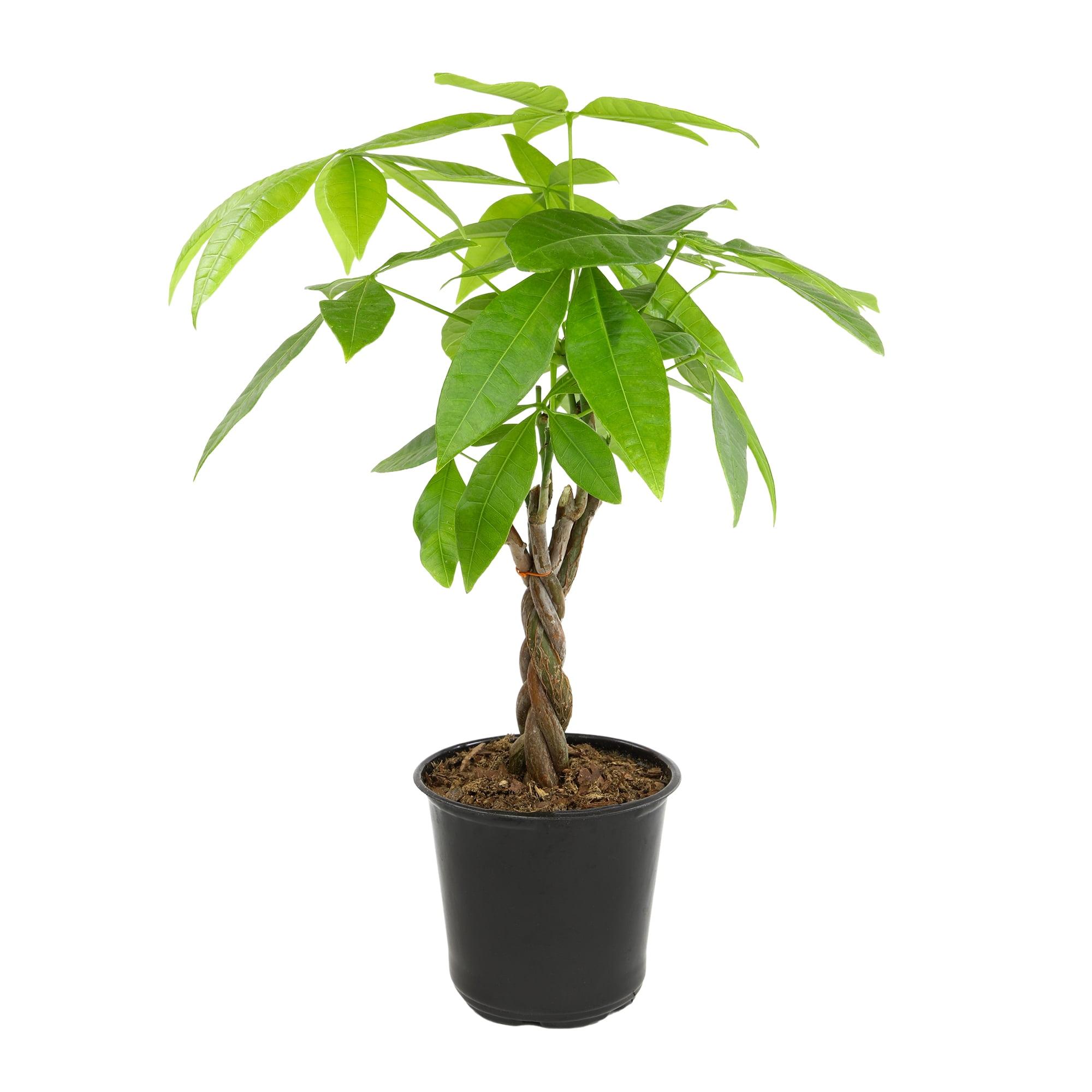 Pachira Aquatica Money Tree in Black Plastic Planter