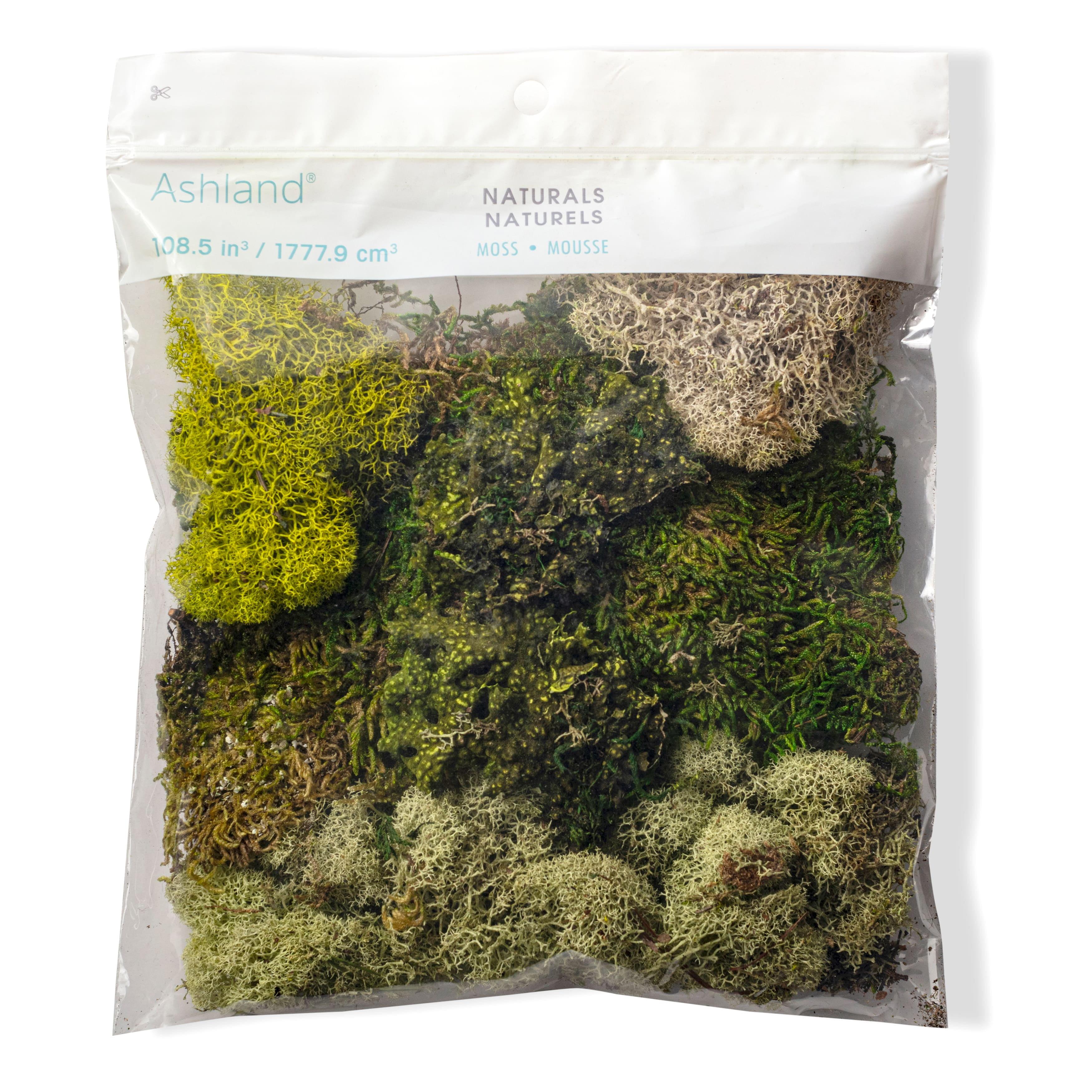 Assorted Preserved Moss Variety Pack for Crafts