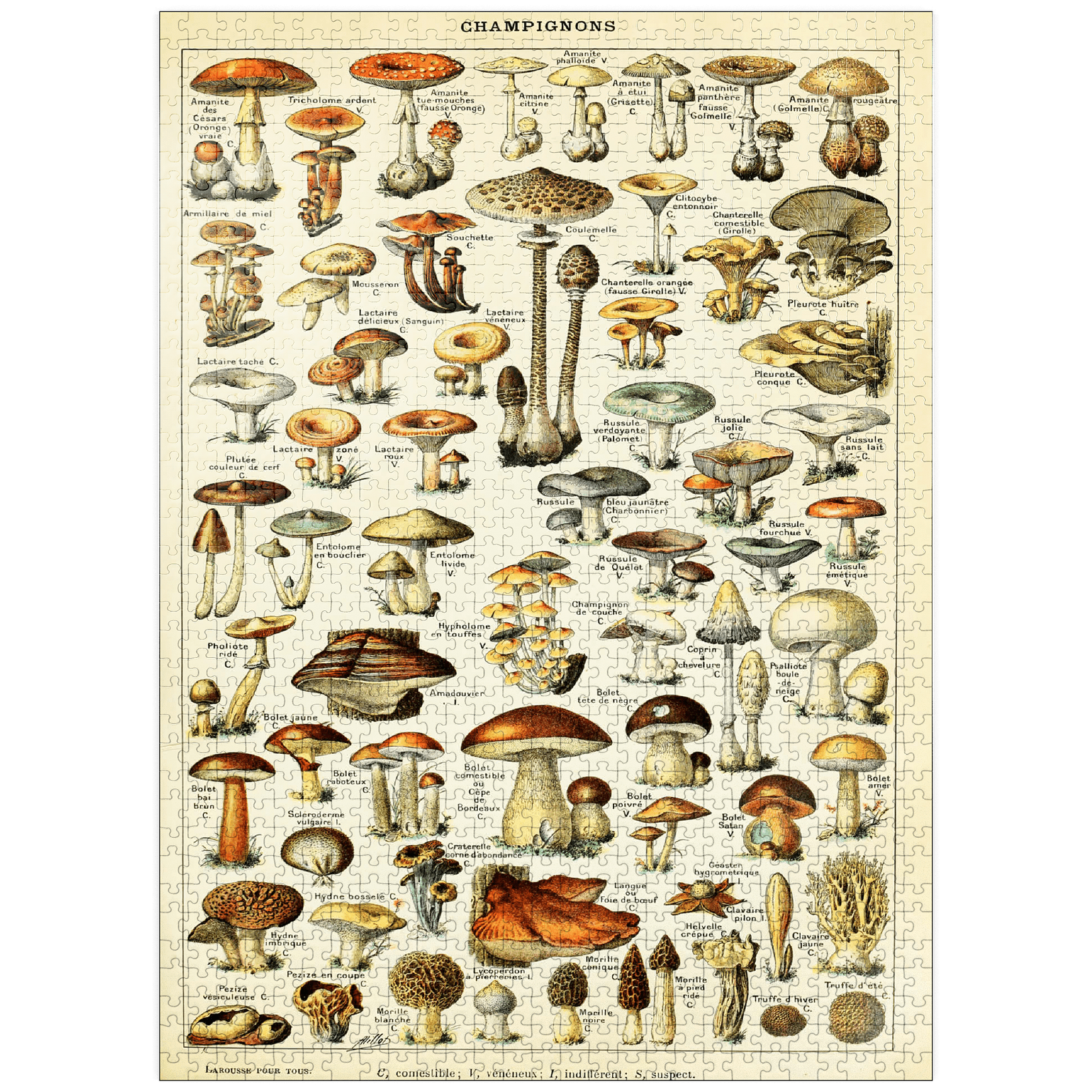 MyPuzzle - Champignons - Mushrooms For All, Vintage Art Poster, Adolphe Millot - Premium 1000 Piece Jigsaw Puzzle for Adults