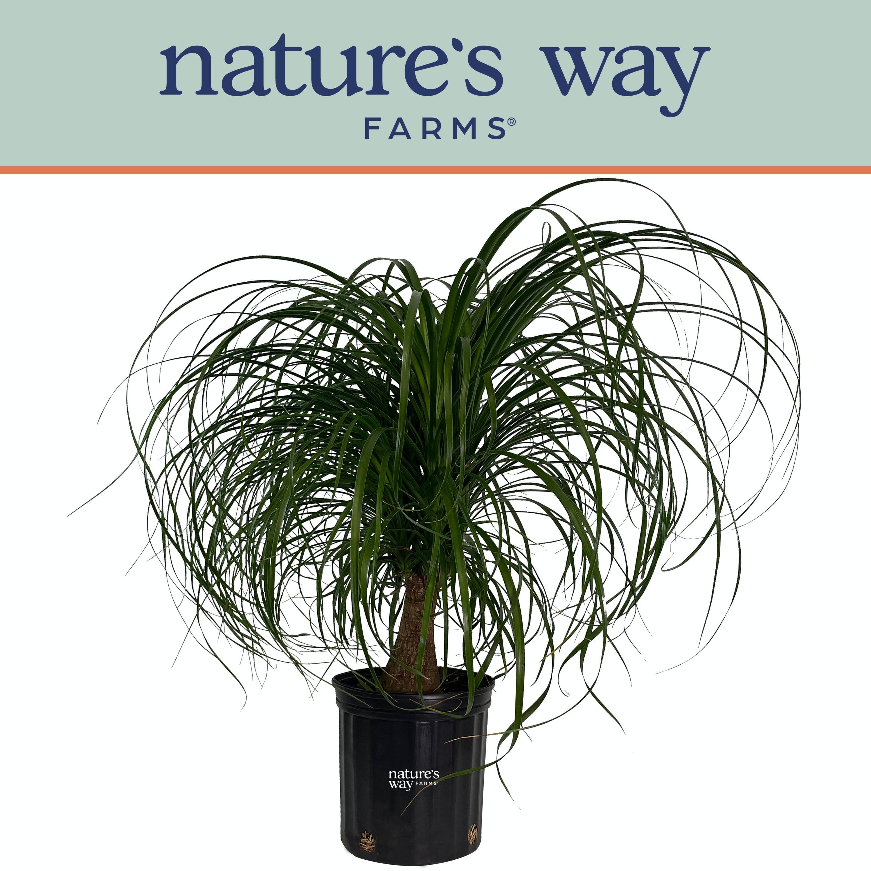 Nature's Way Farms 20-Inch Ponytail Palm in Black Growers Pot