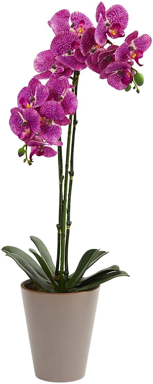 24" Fuchsia Phalaenopsis Orchid in Soft Toned Vase