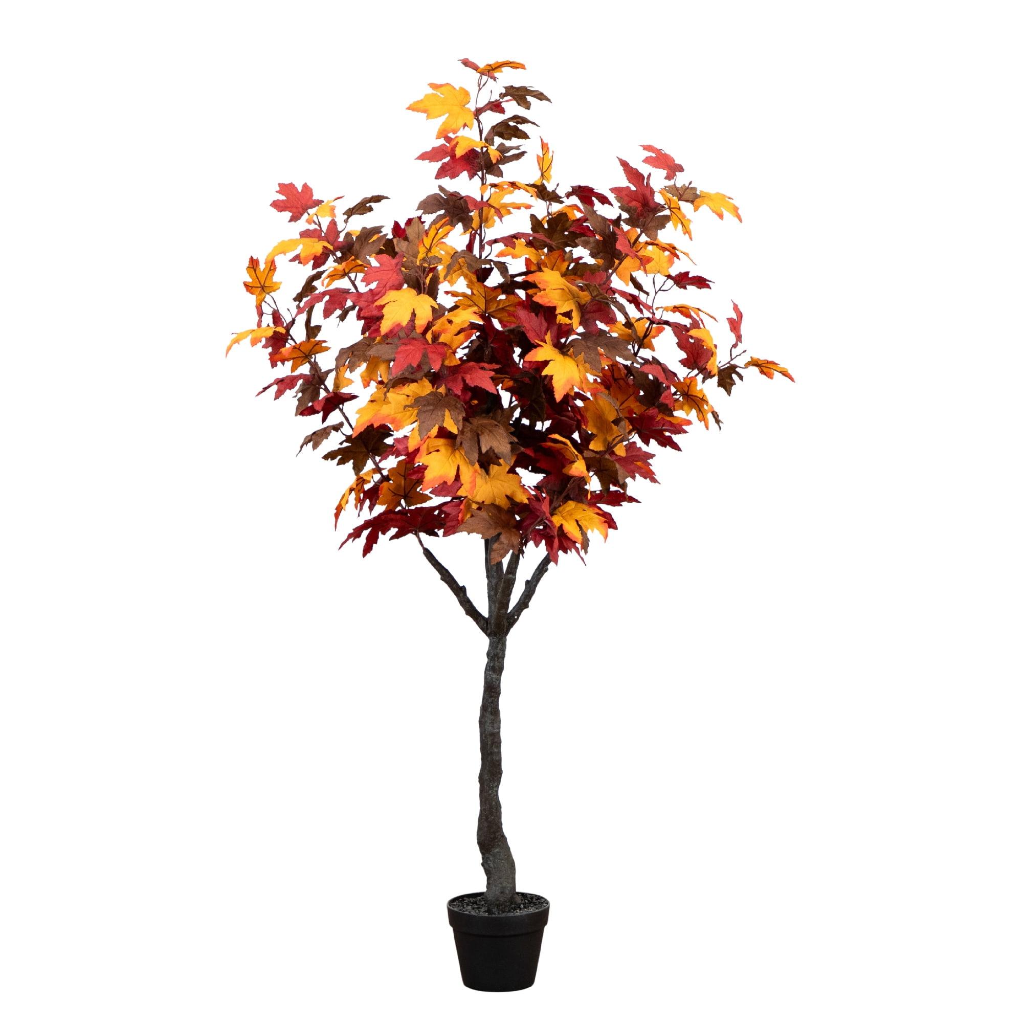 5ft Autumn Red and Yellow Potted Maple Tree