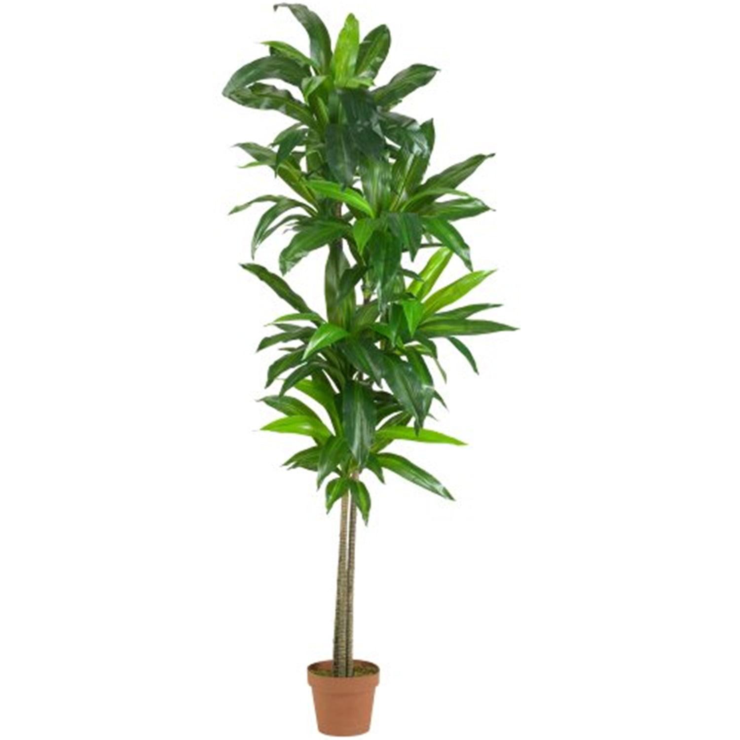 6' Green Dracaena Silk Floor Plant in Terracotta Pot