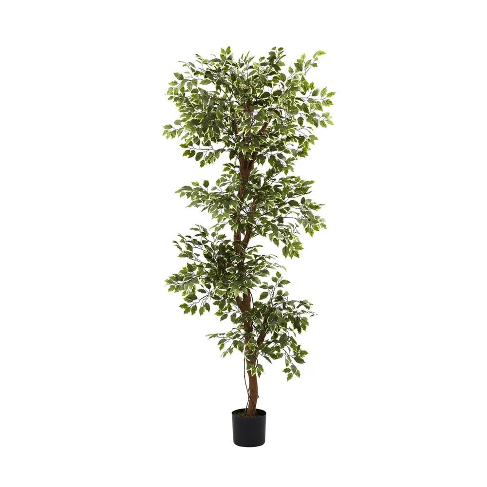 6' Variegated Silk Ficus Topiary Floor Plant