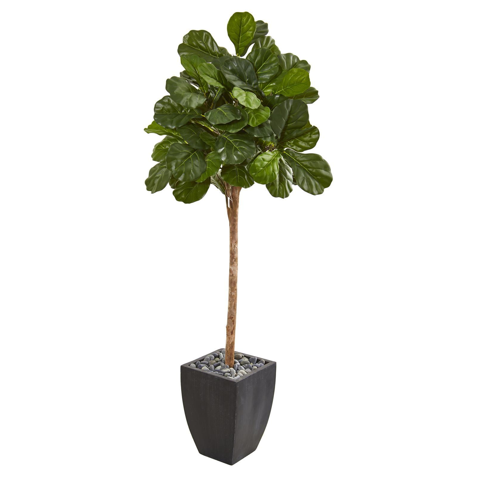 Summer Elegance 74" Fiddle Leaf Fig in Black Planter