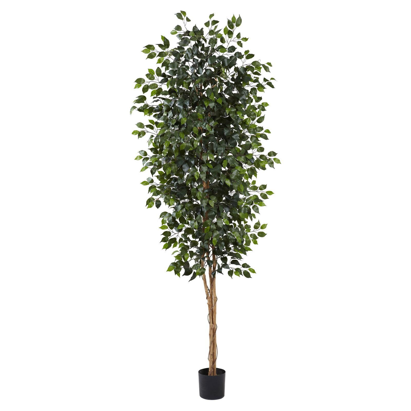 Tall Green Silk Ficus Tree in Black Plastic Pot